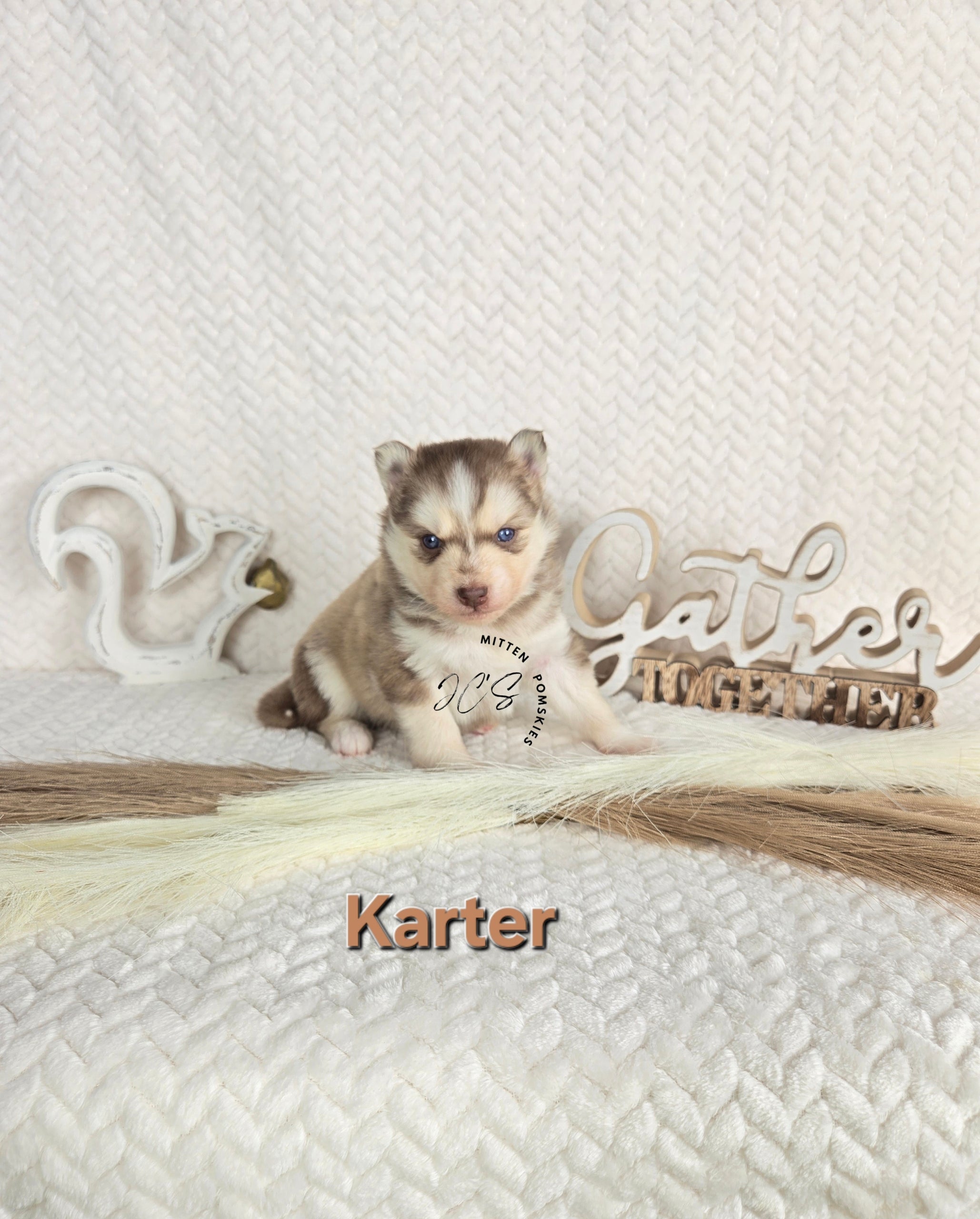 Karter (MALE)