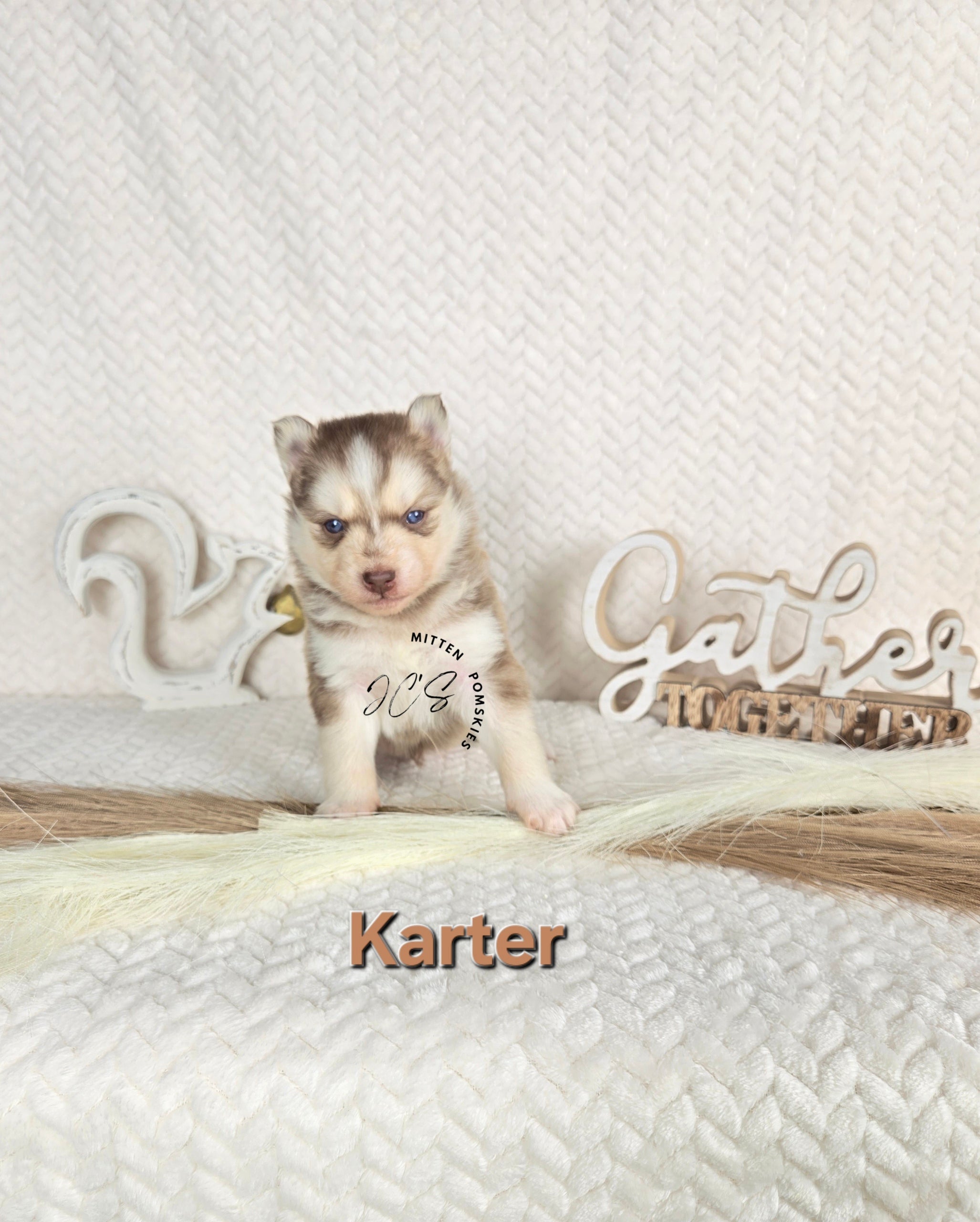 Karter (MALE)