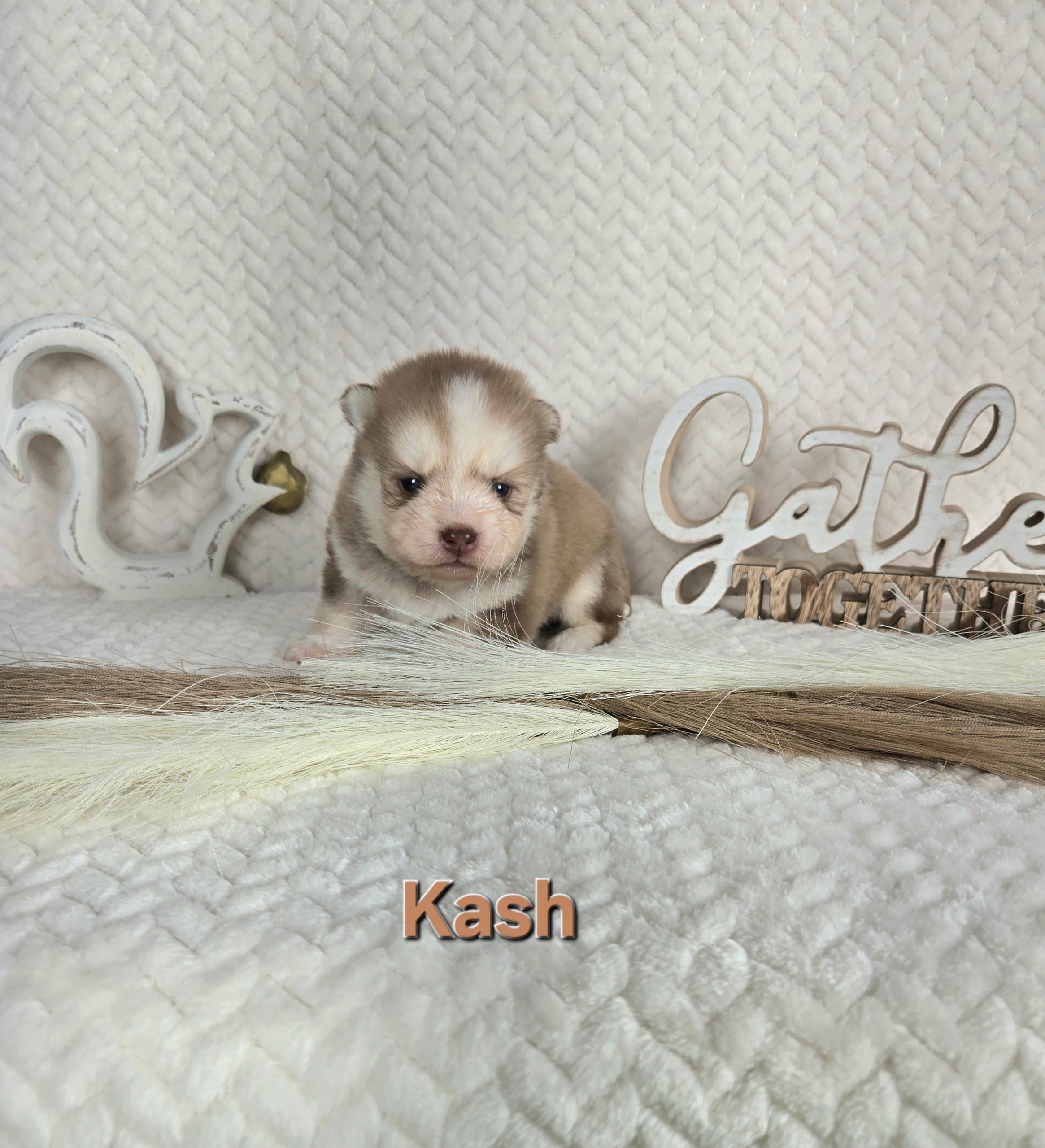 Kash (MALE)