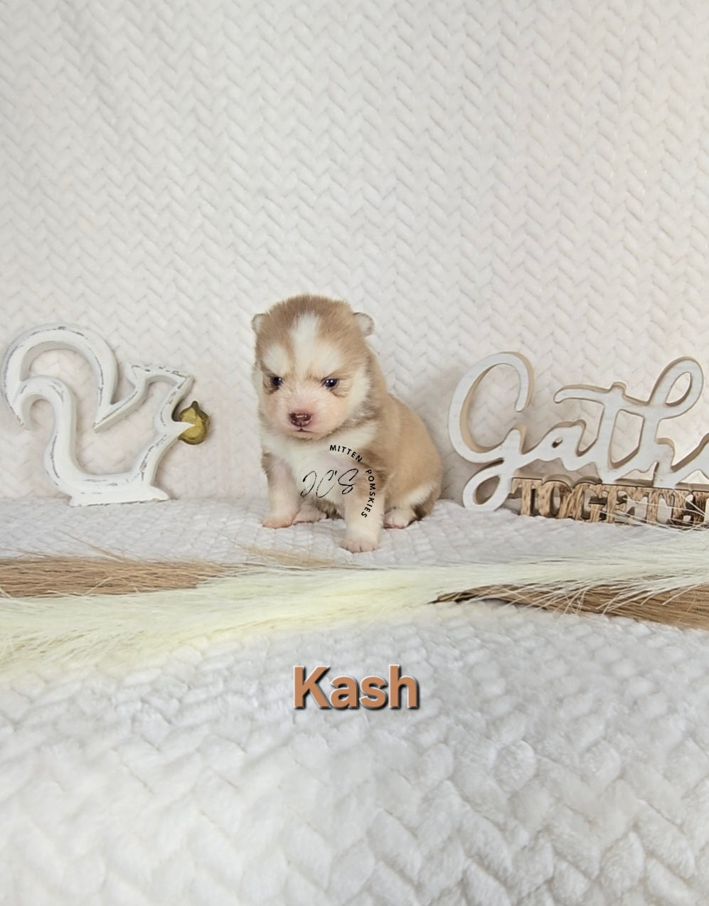Kash (MALE)