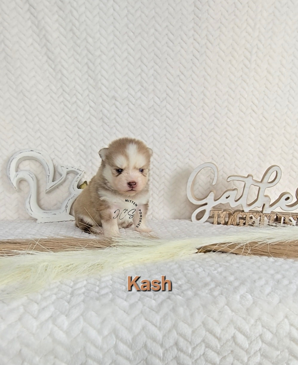Kash (MALE)