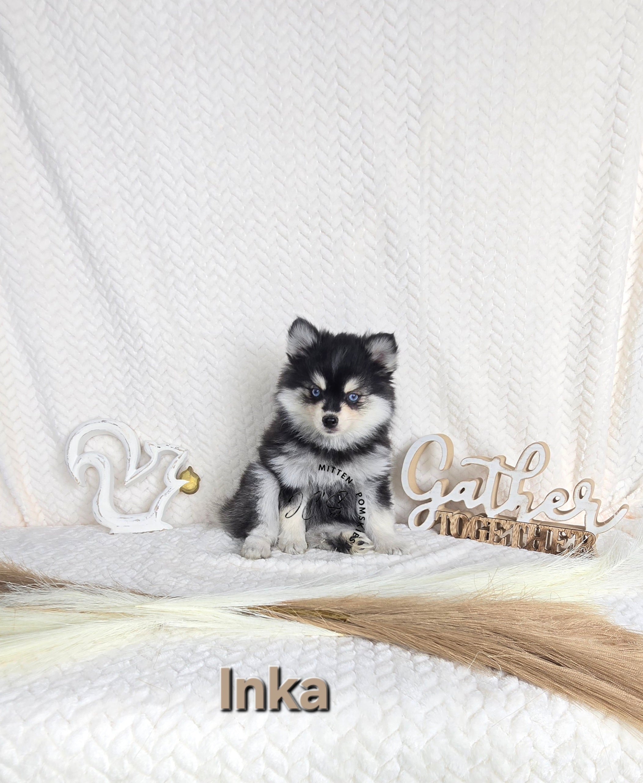 Inka (FEMALE) Micro