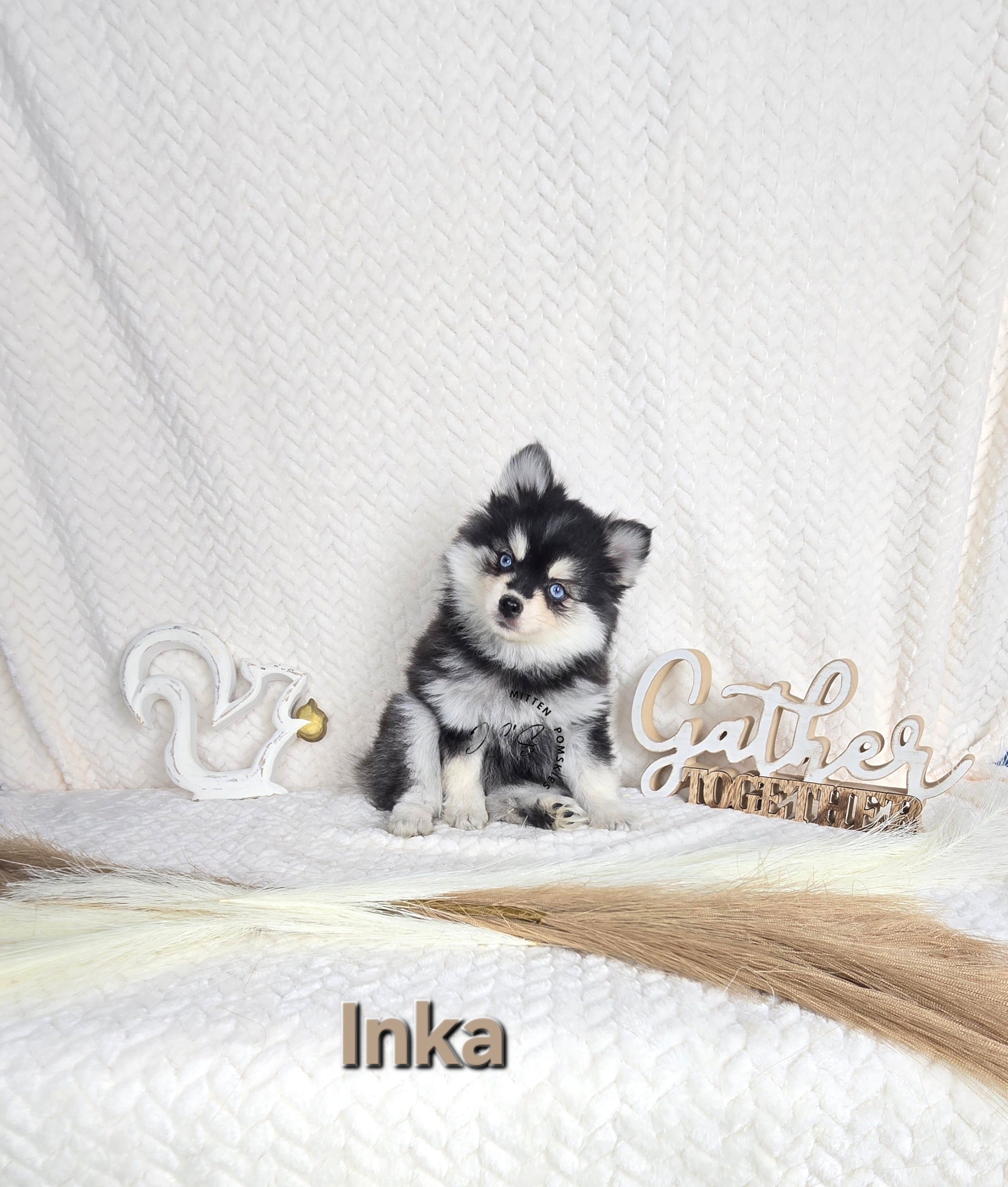 Inka (FEMALE) Micro