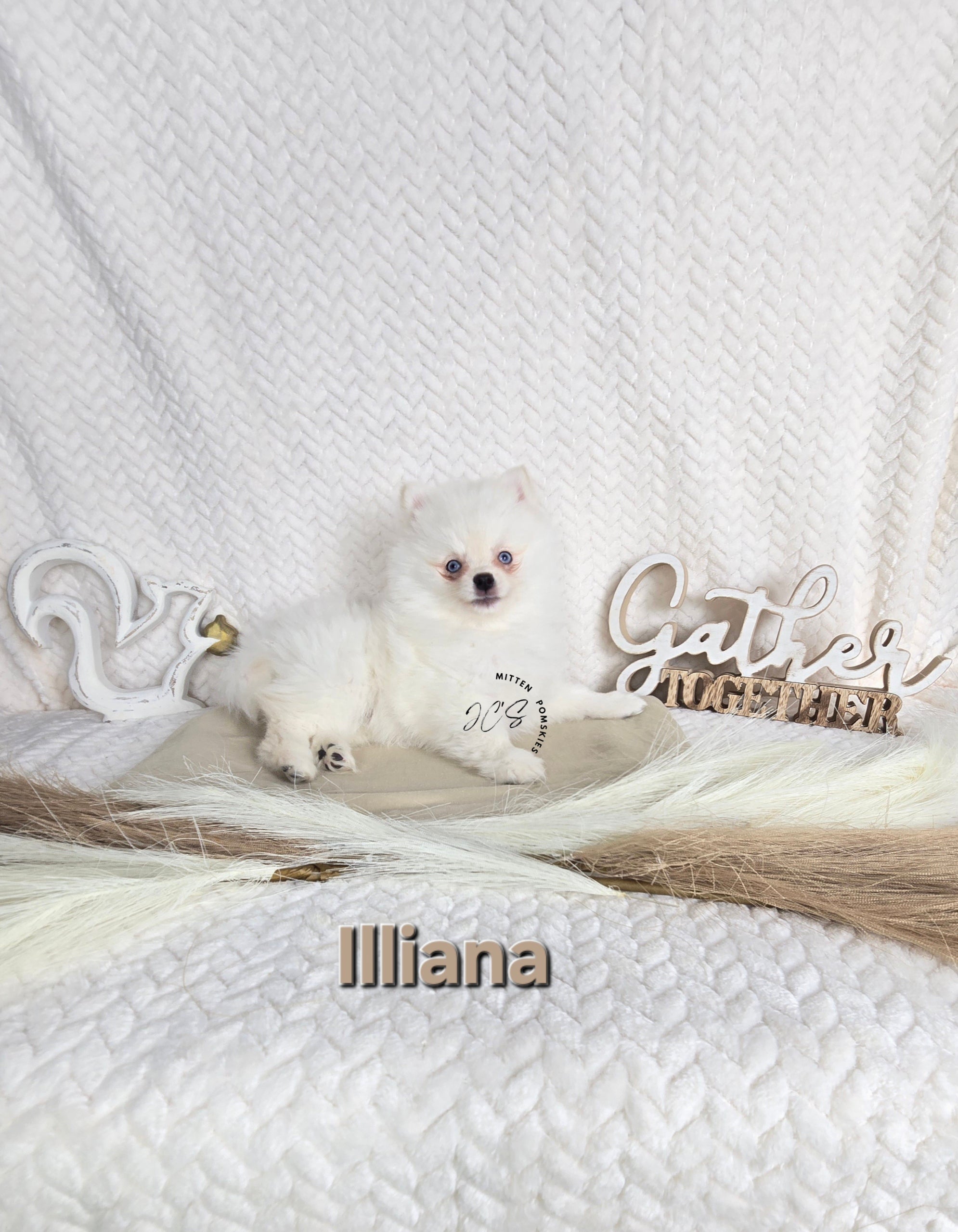 Illiana (FEMALE) Micro