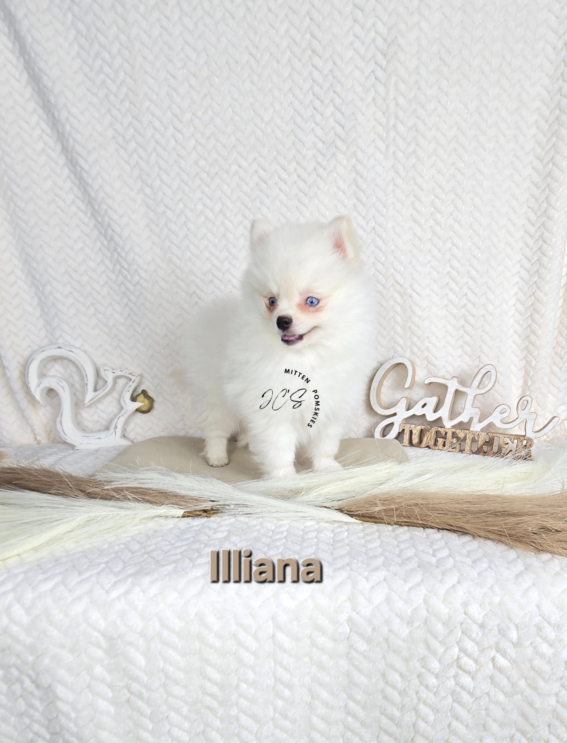 Illiana (FEMALE) Micro