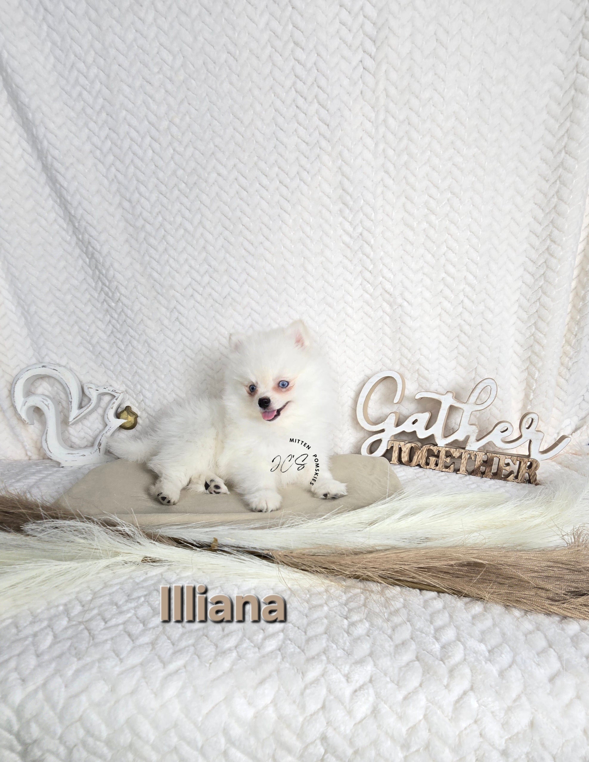 Illiana (FEMALE) Micro