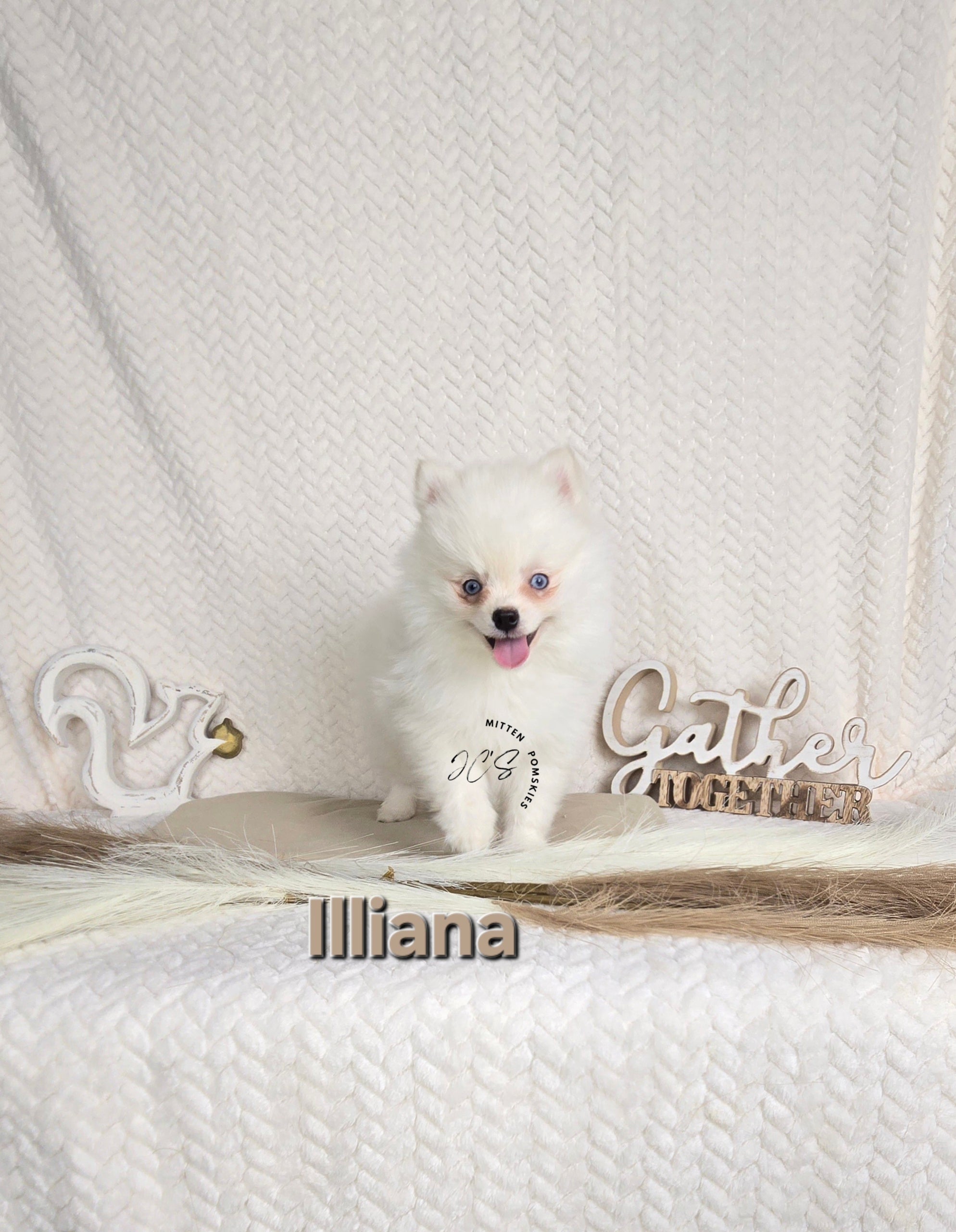 Illiana (FEMALE) Micro