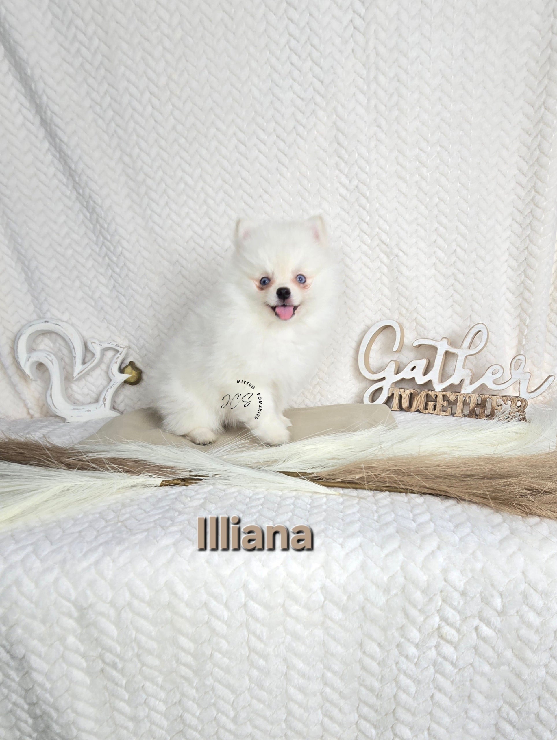 Illiana (FEMALE) Micro