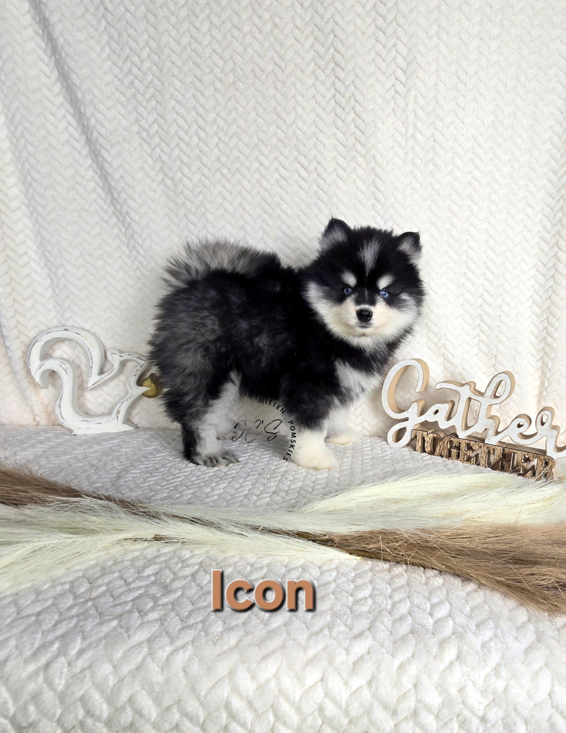Icon (MALE) Micro