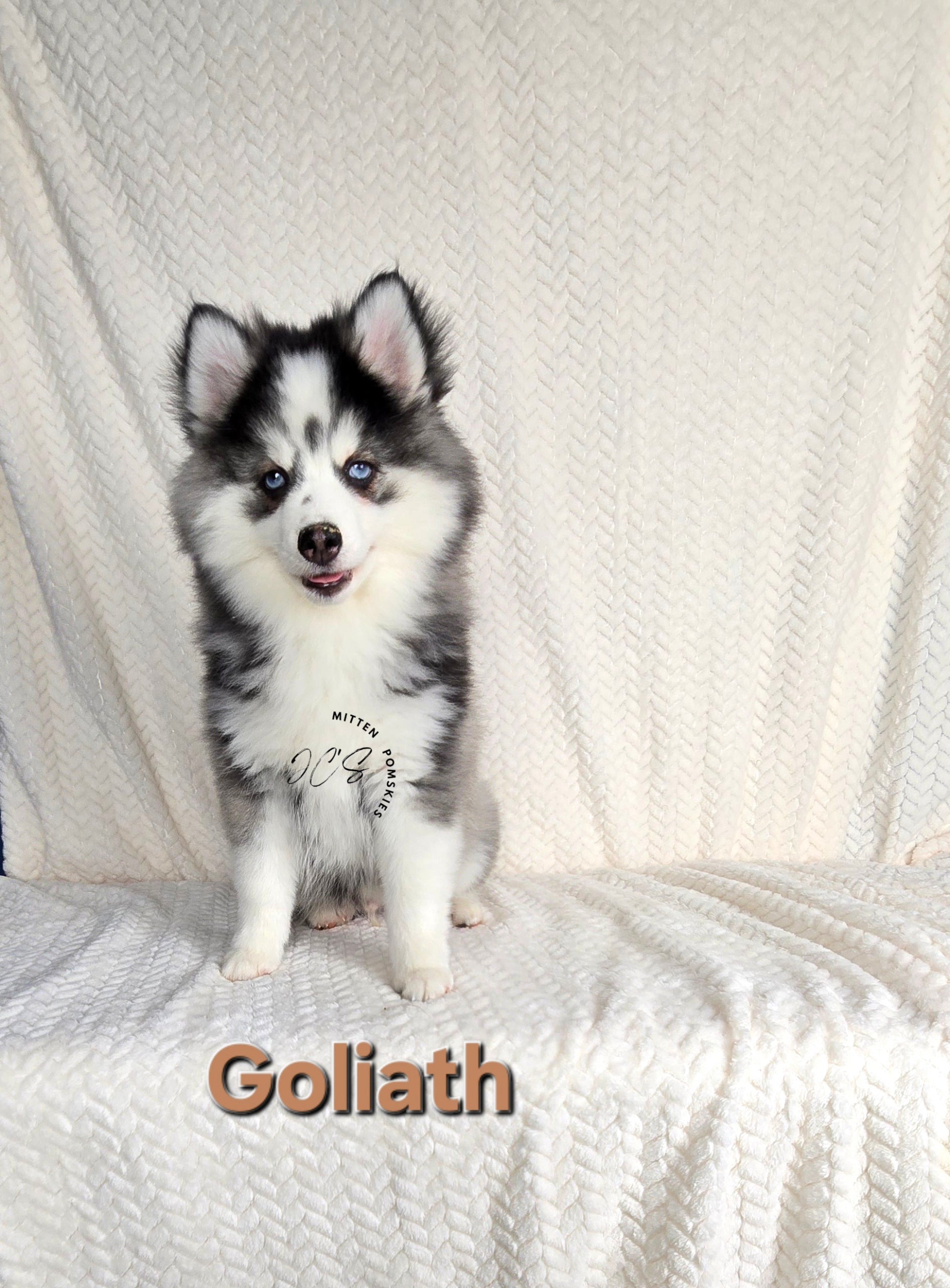 Goliath (MALE)