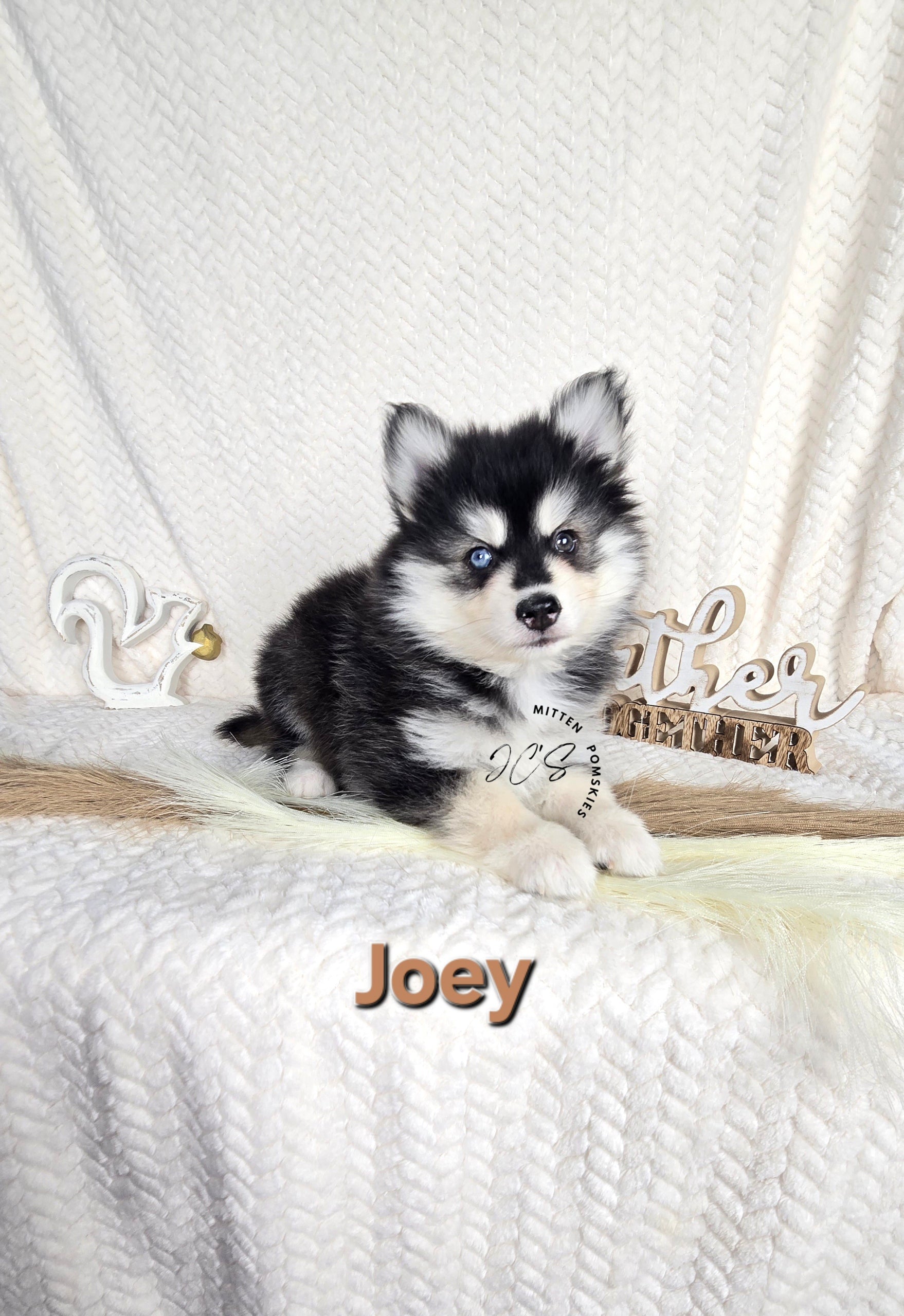 Joey (MALE)