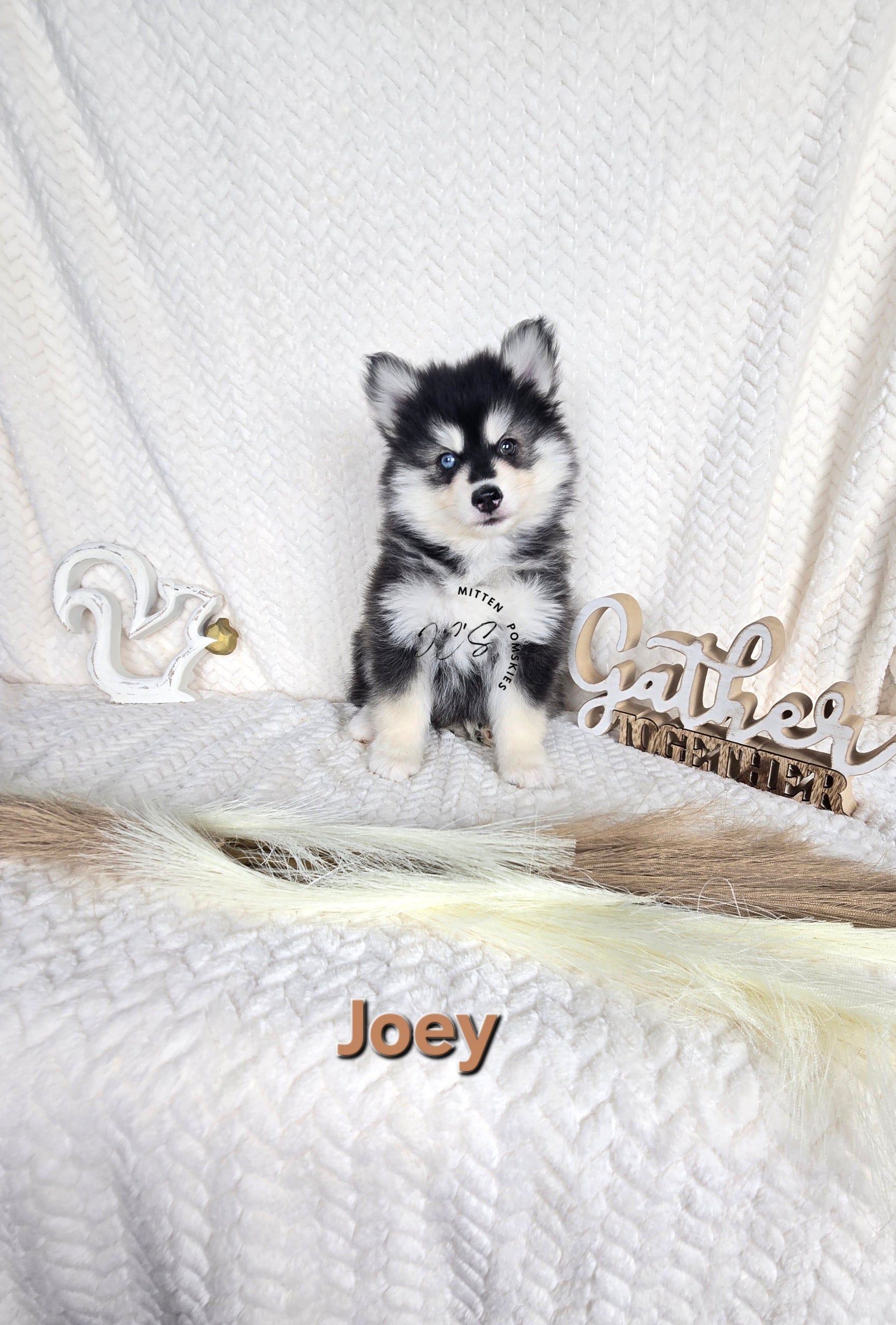 Joey (MALE)
