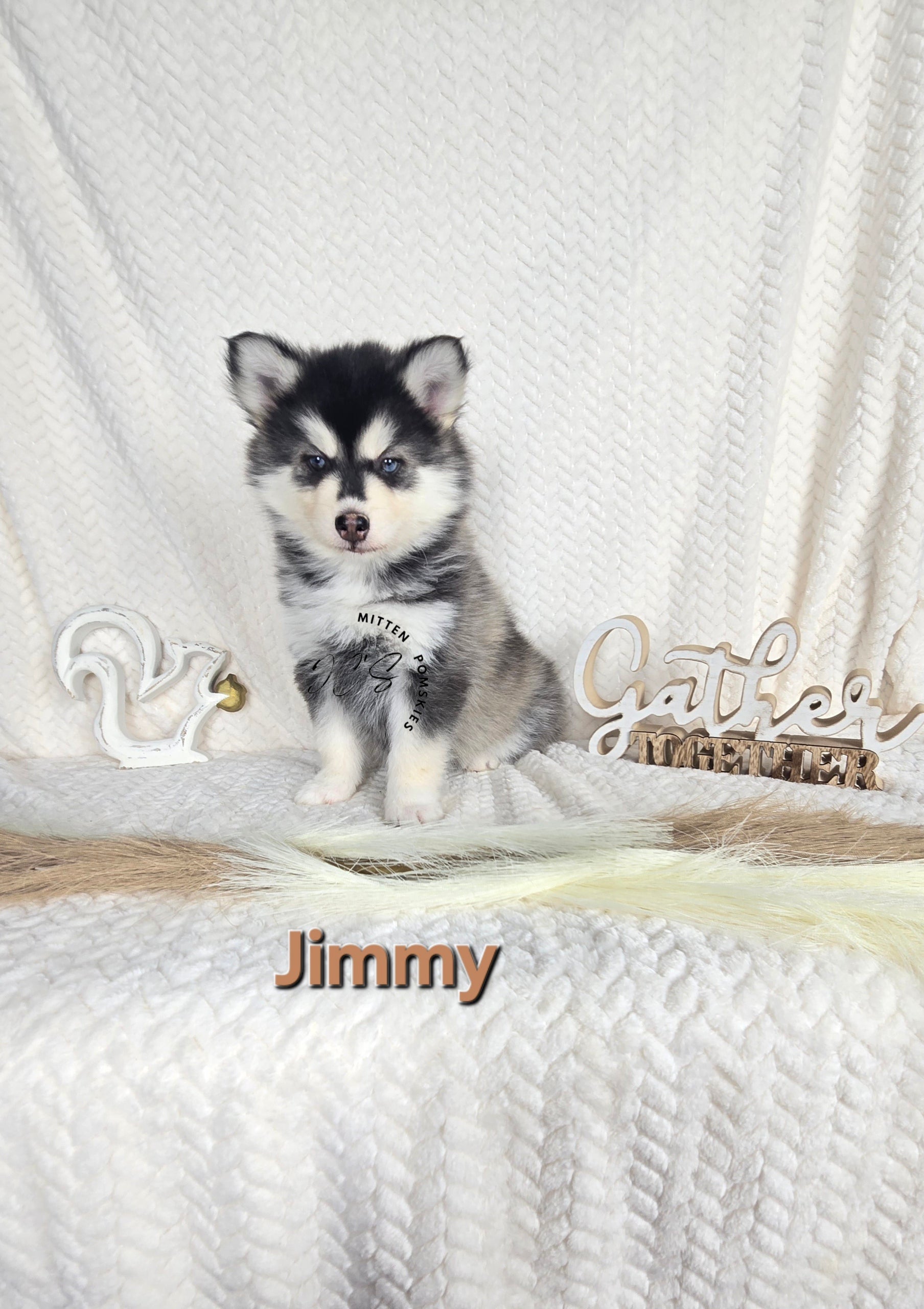 Jimmy (MALE)
