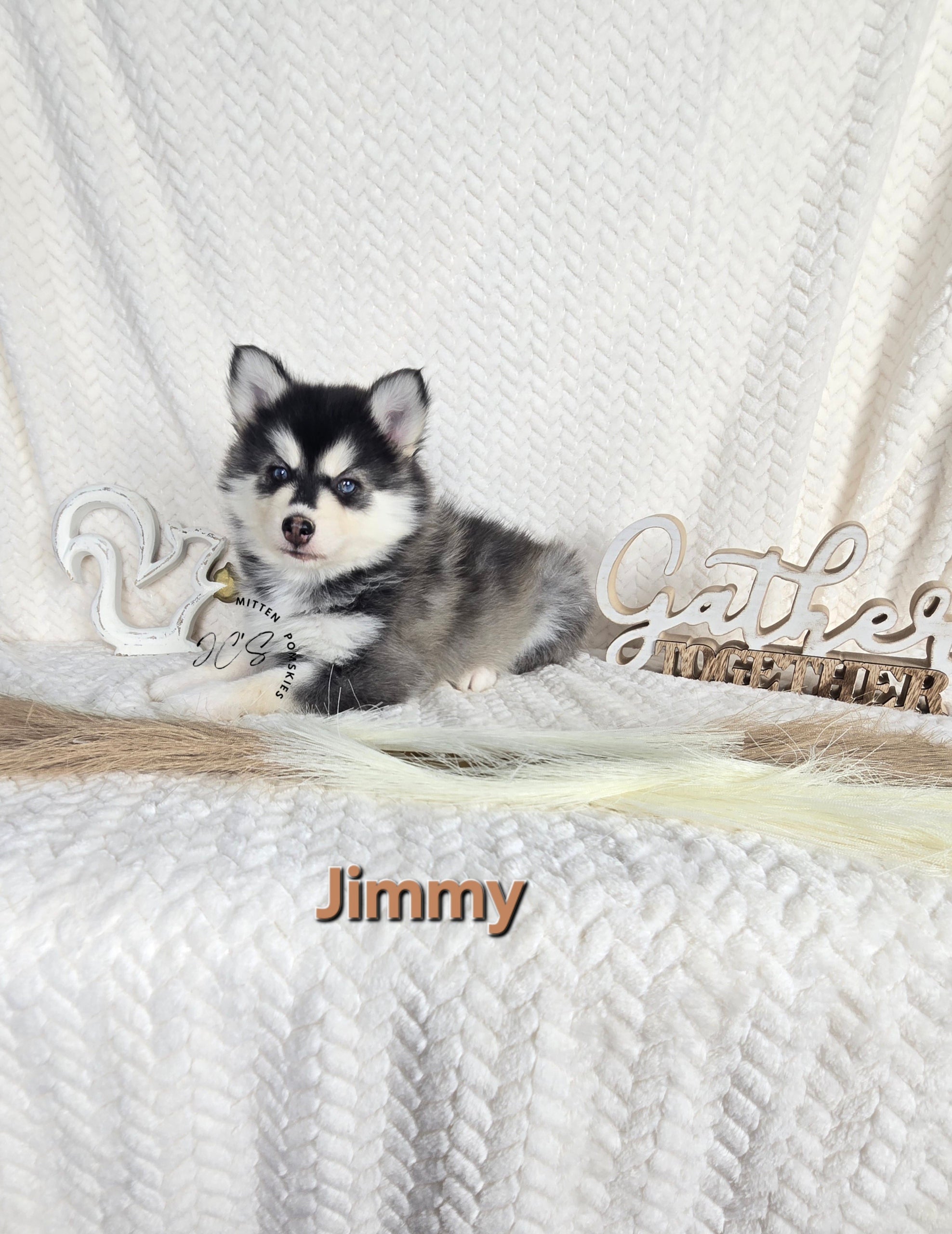 Jimmy (MALE)