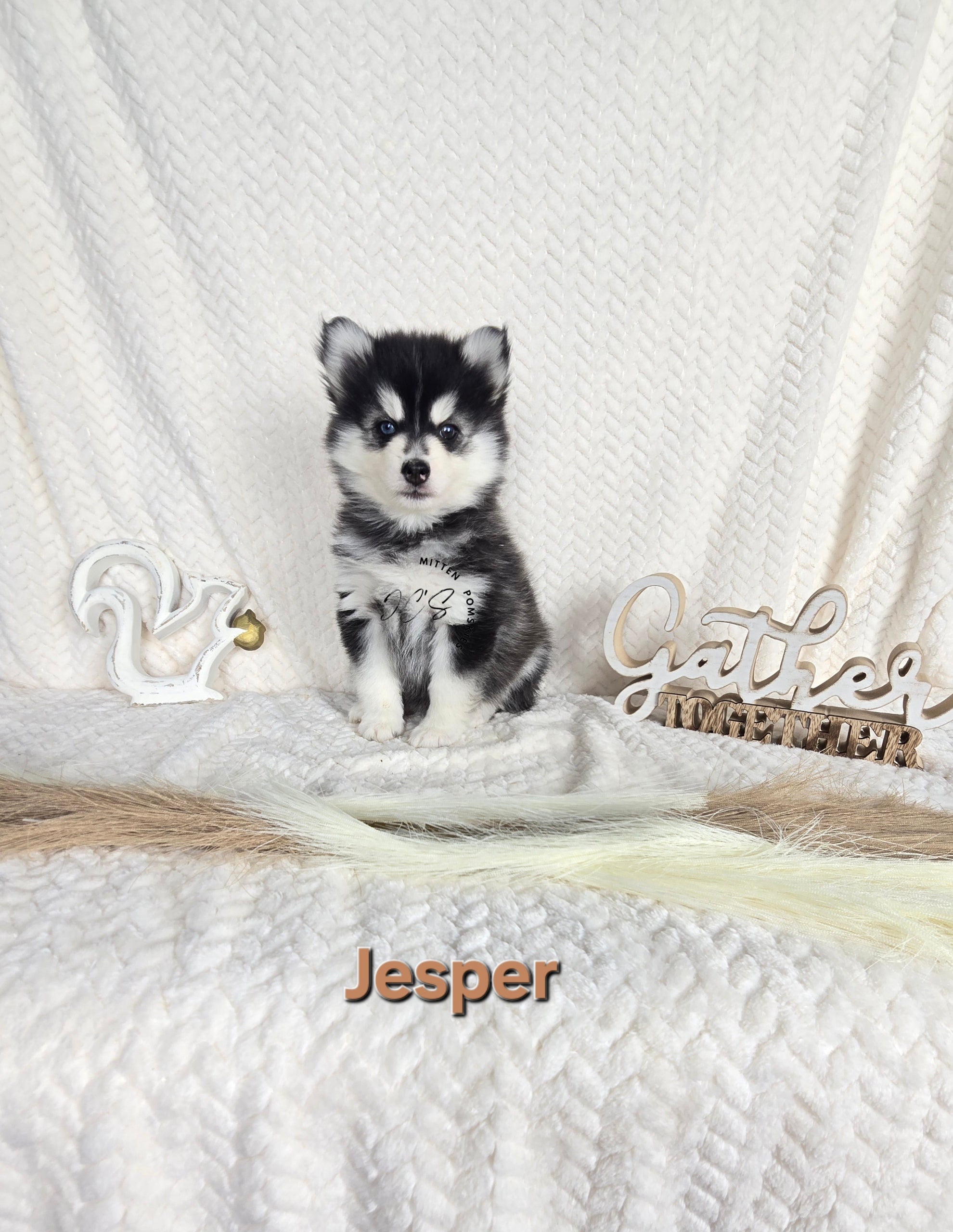 Jesper (MALE)
