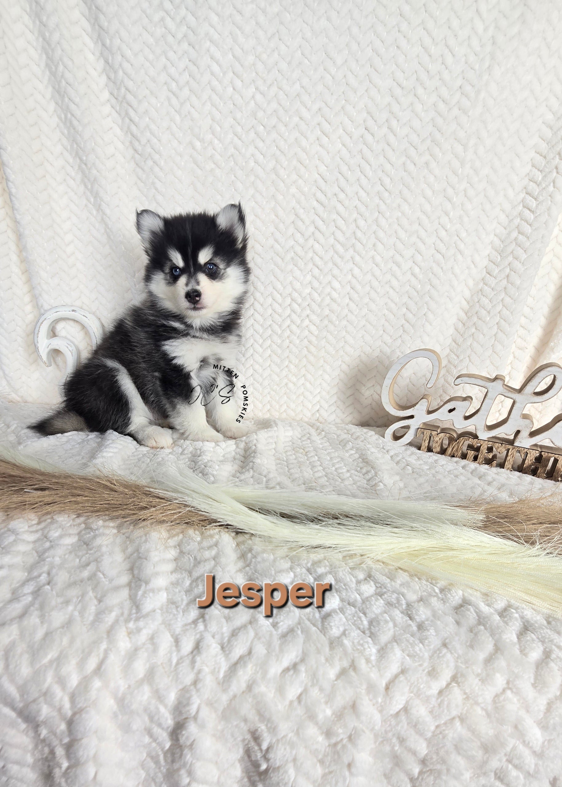 Jesper (MALE)
