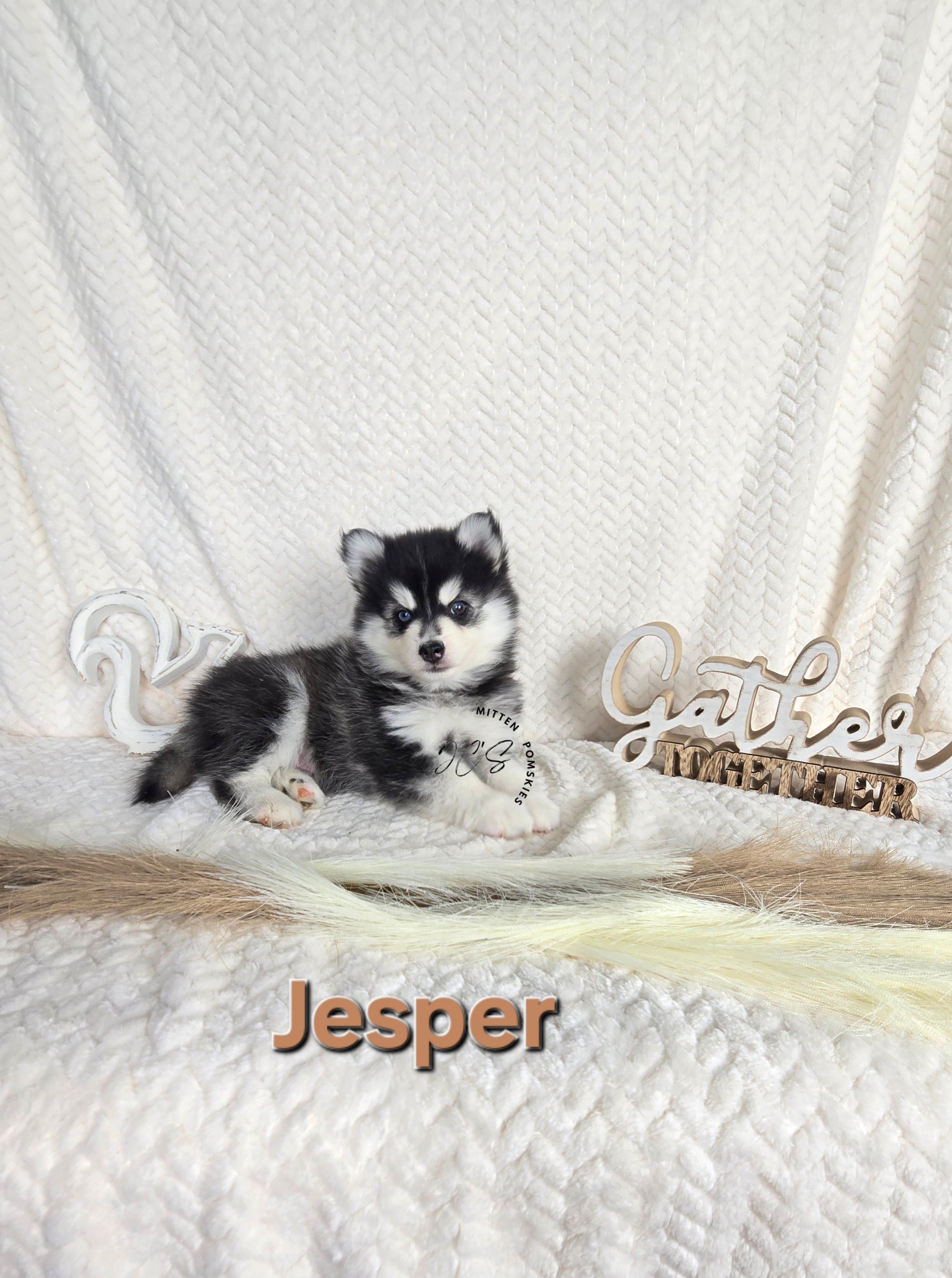 Jesper (MALE)