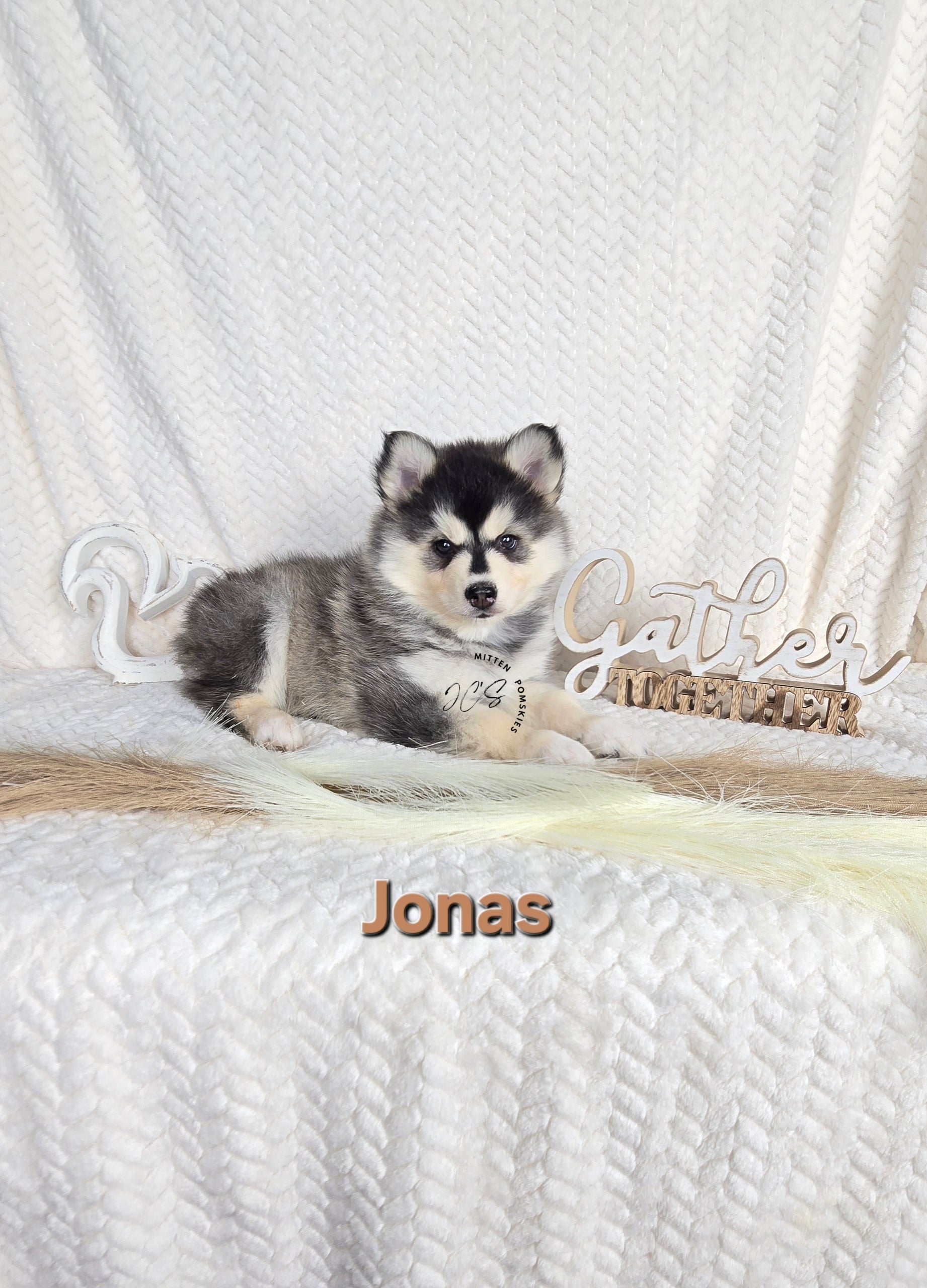 Jonas (MALE)