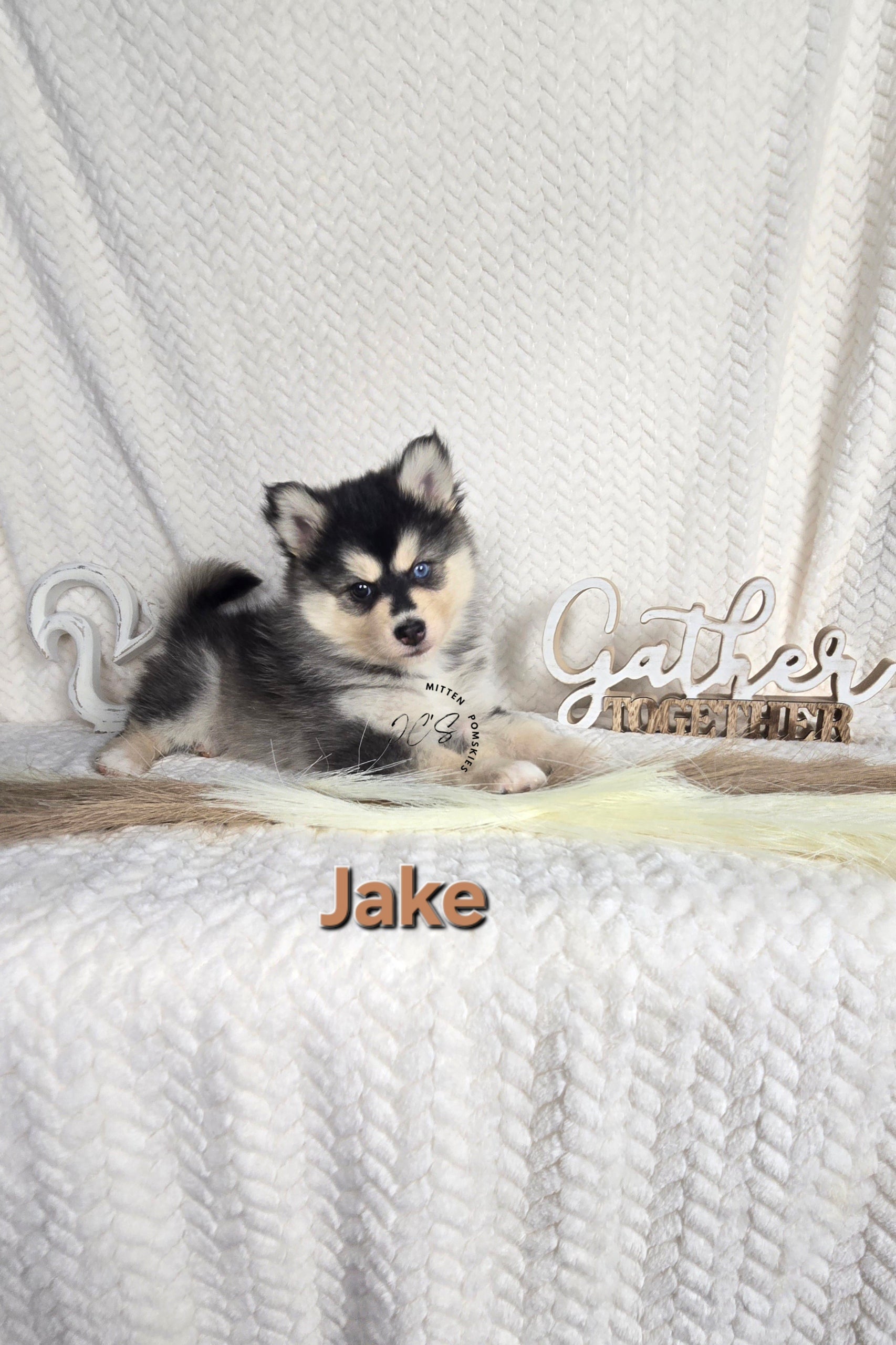 Jake (MALE)