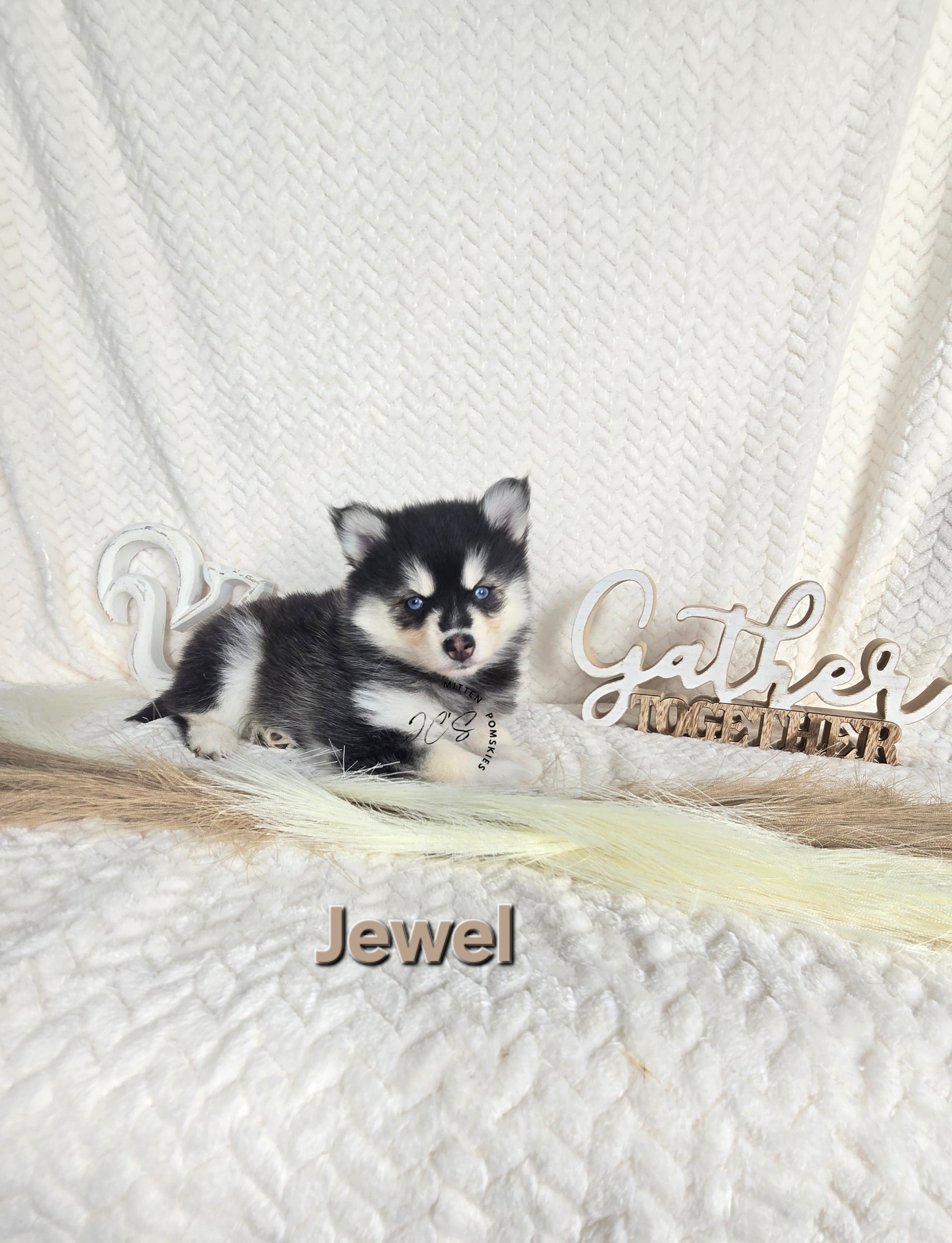 Jewel (FEMALE)