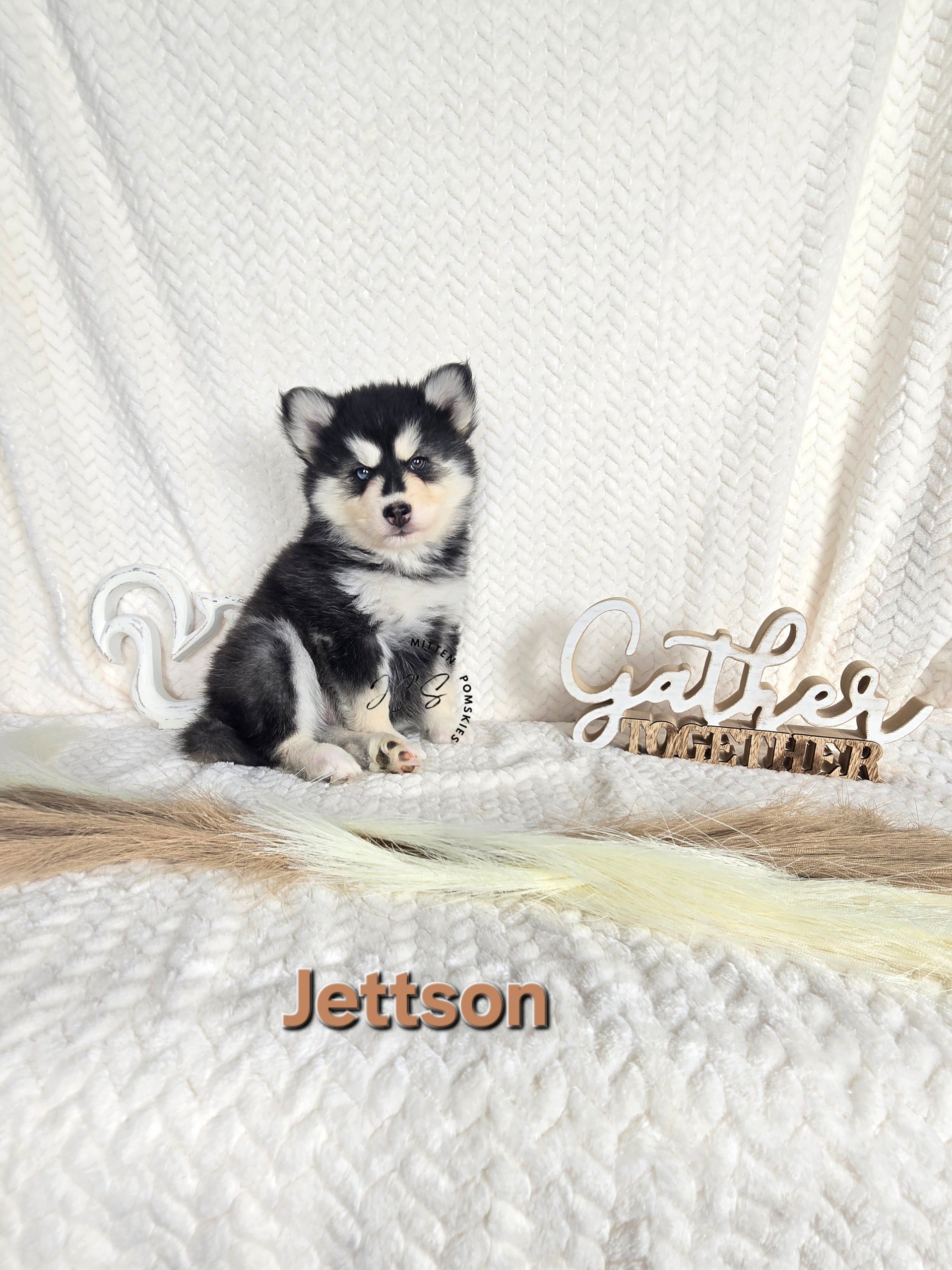 Jettson (MALE)