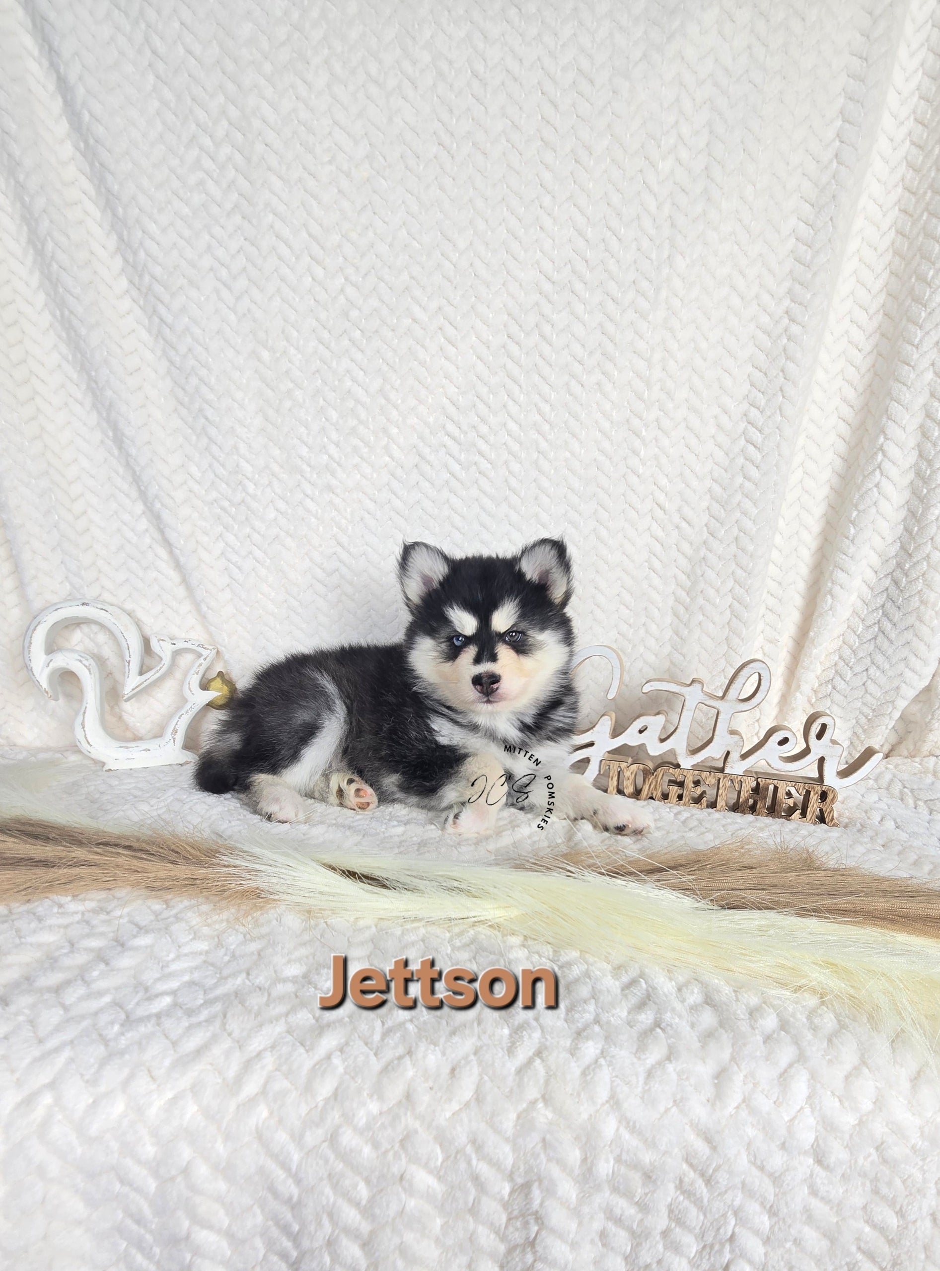 Jettson (MALE)