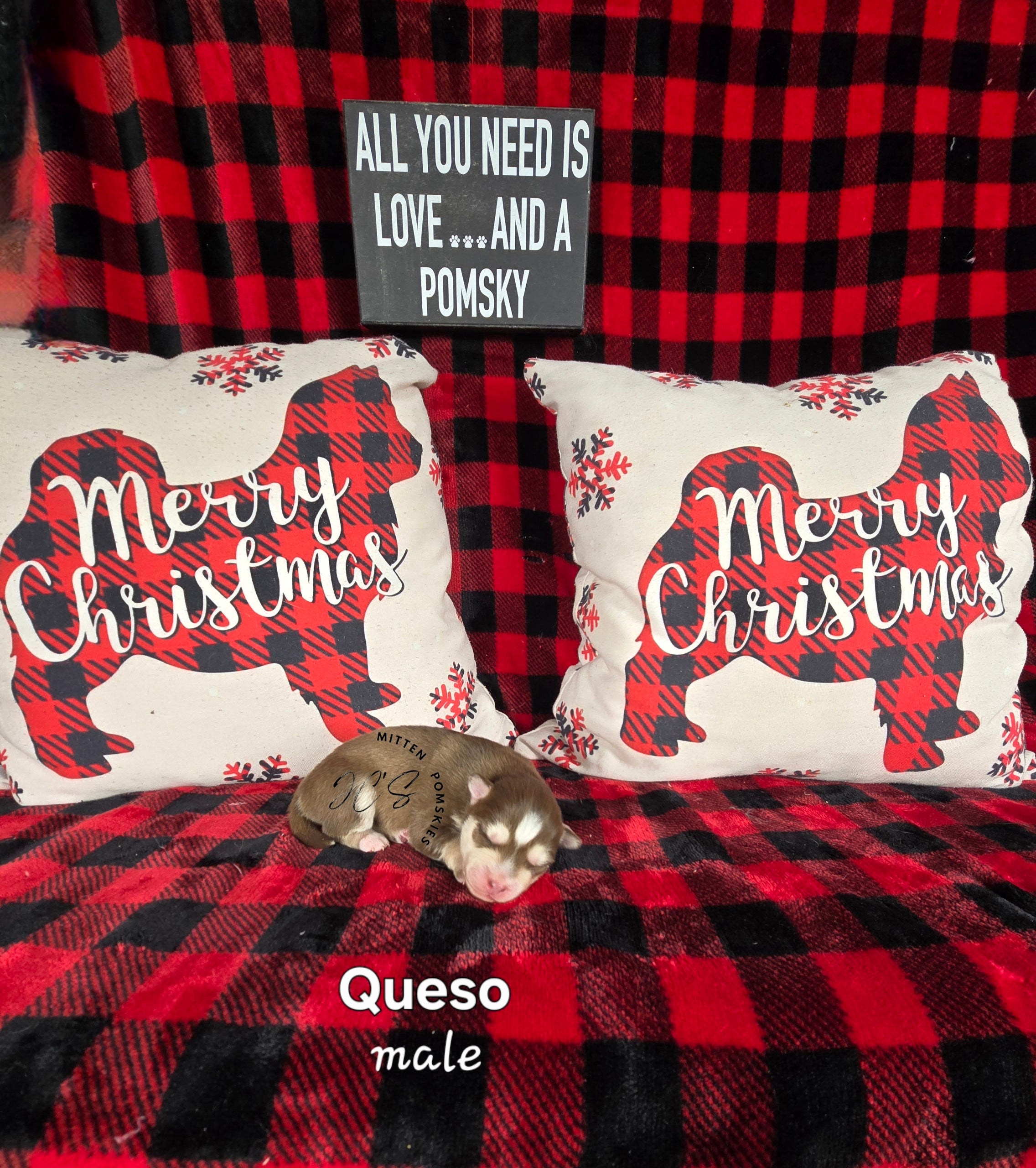 Queso (MALE)