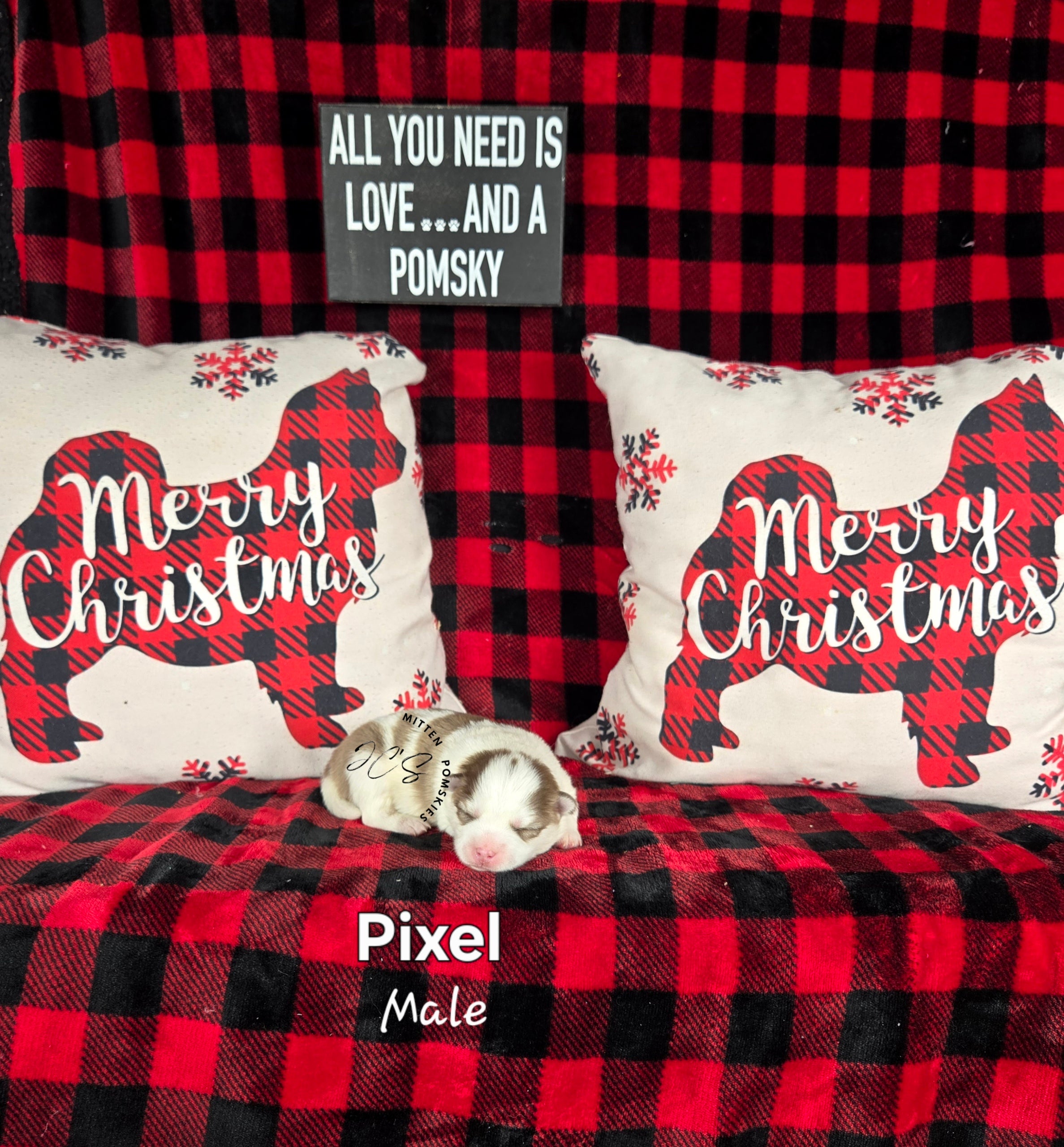 Pixel (MALE) Mini/micro