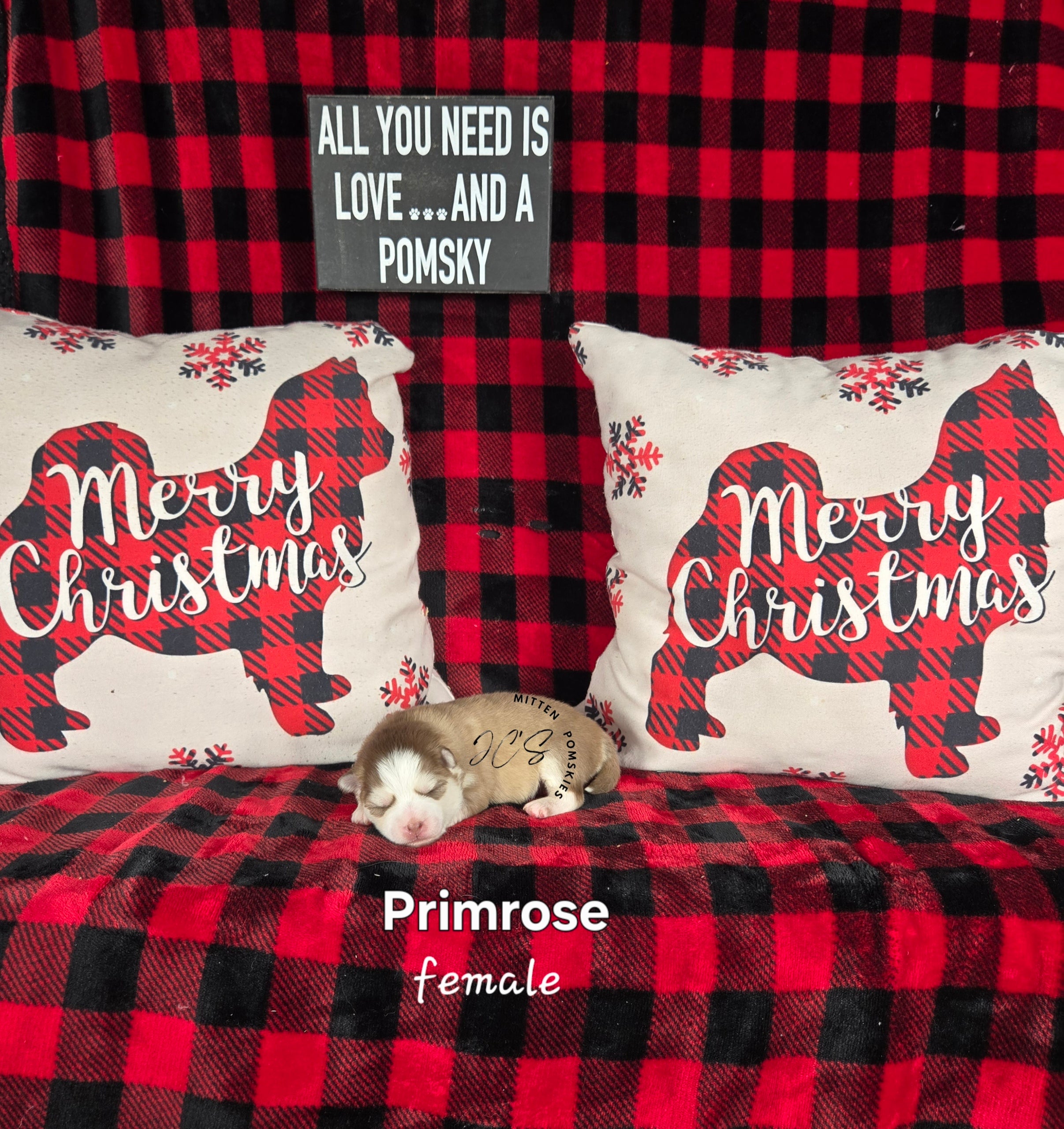 Primrose (FEMALE) Mini/micro