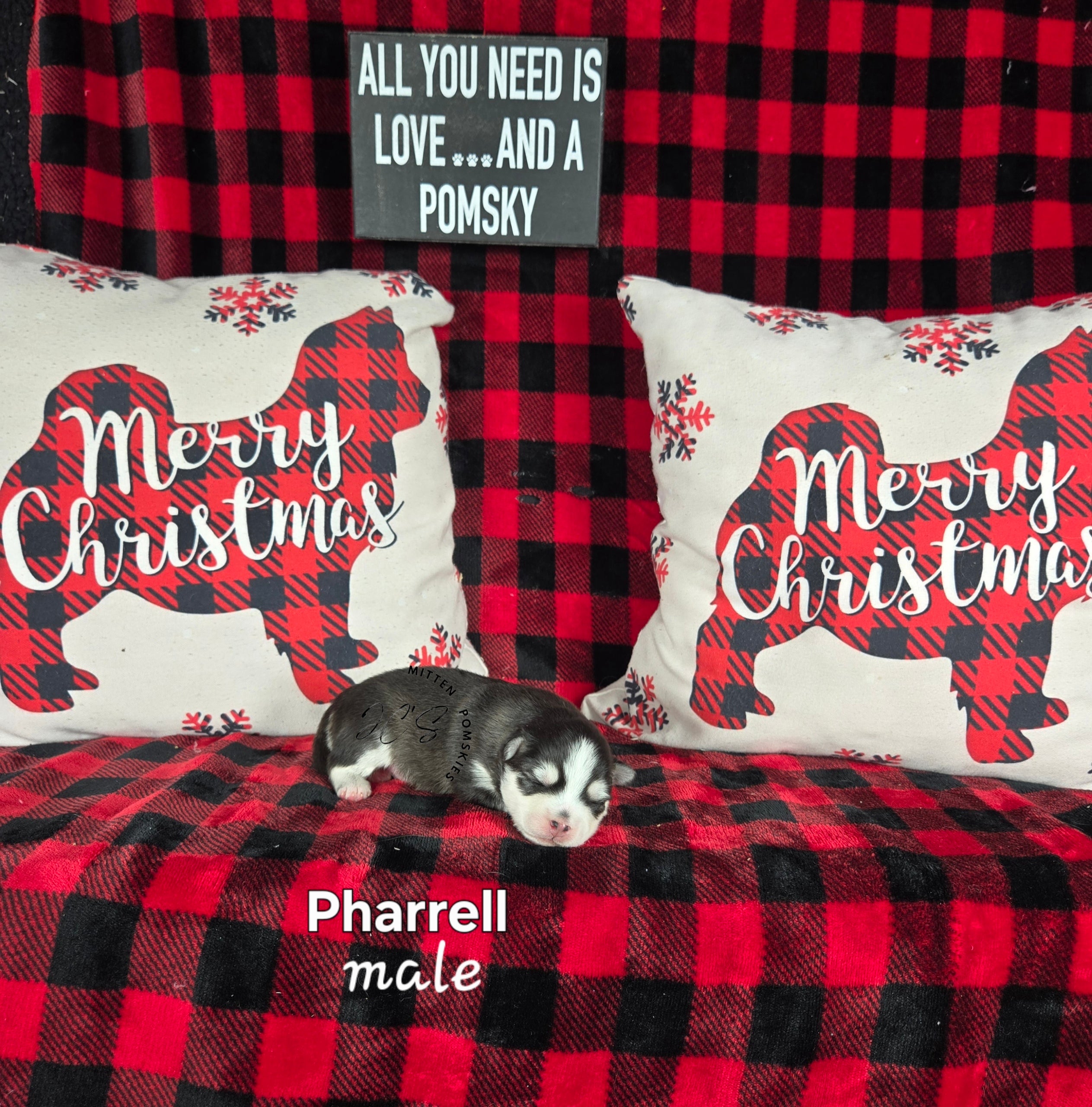 Pharrell (MALE) Mini/micro