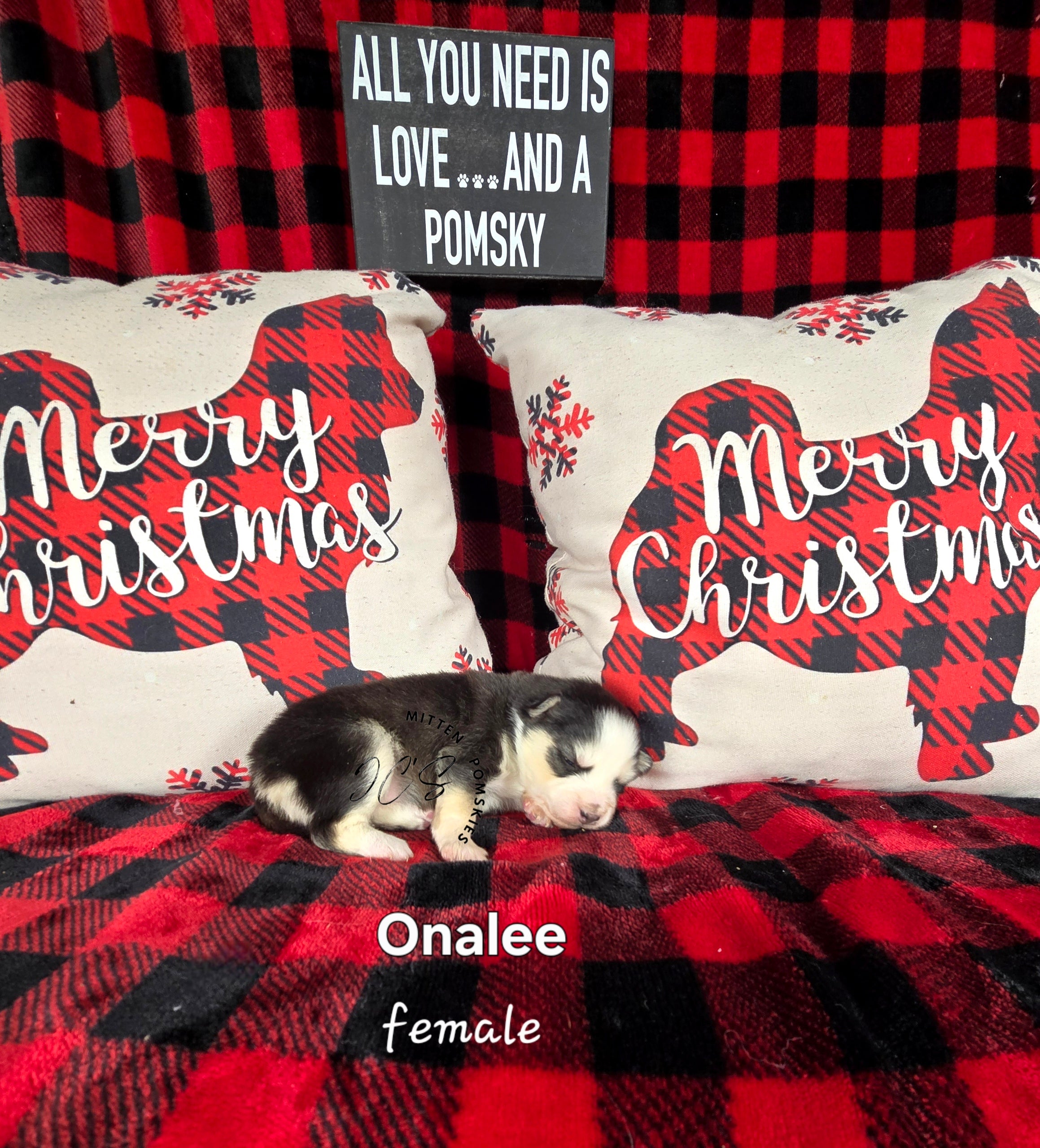 Onalee (FEMALE)