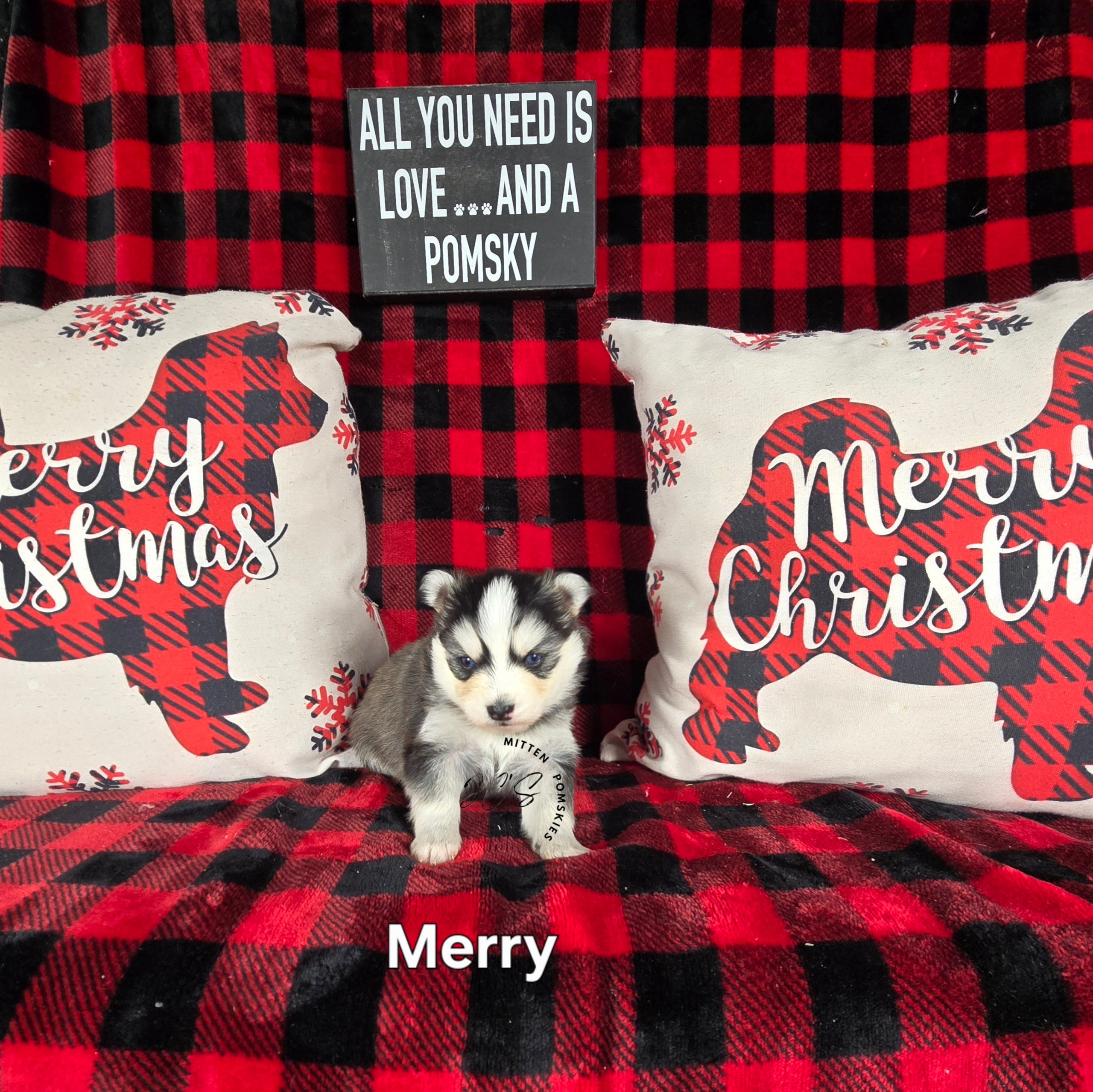 Merry (FEMALE) Micro