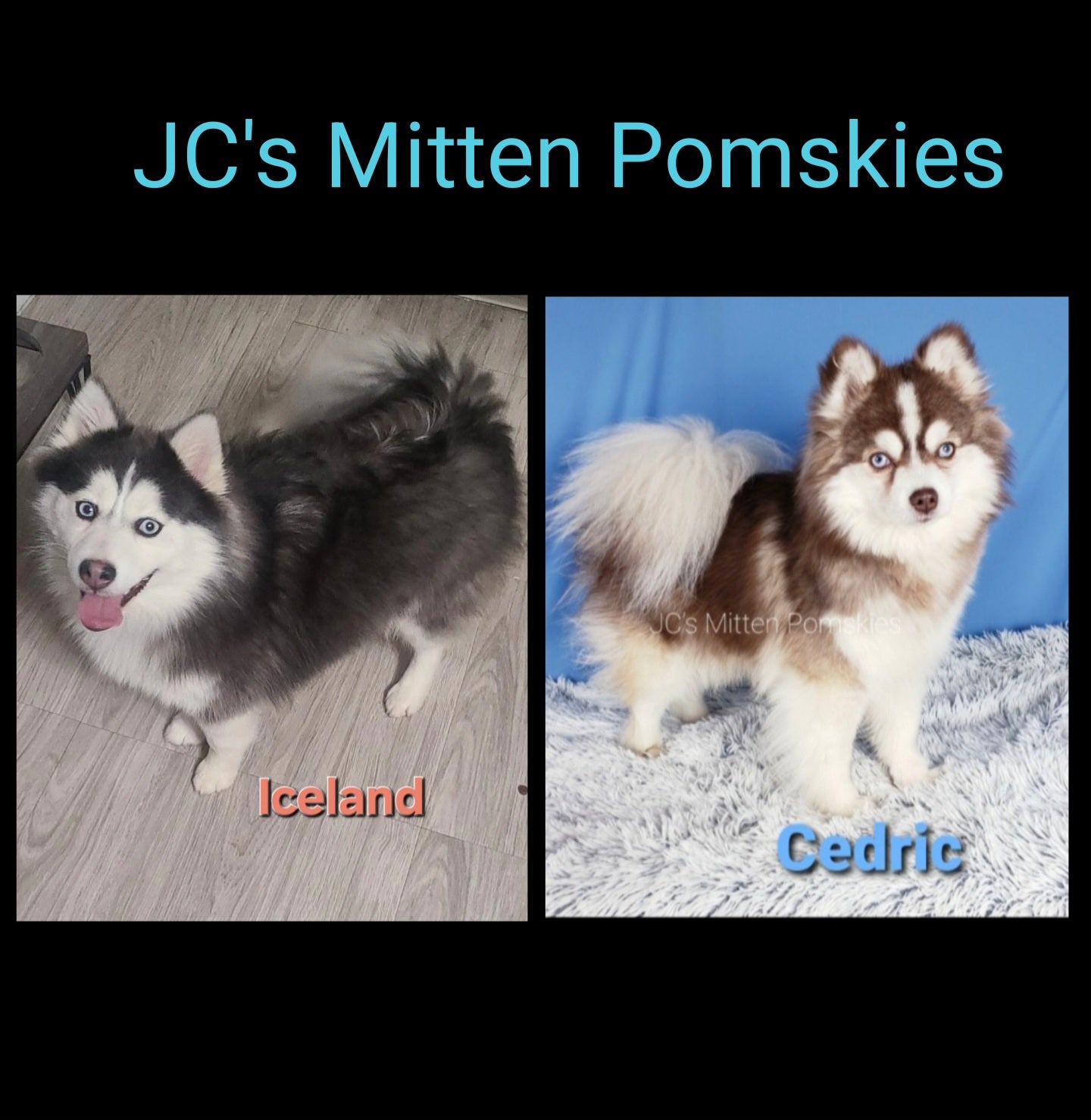 Primrose (FEMALE) Mini/micro