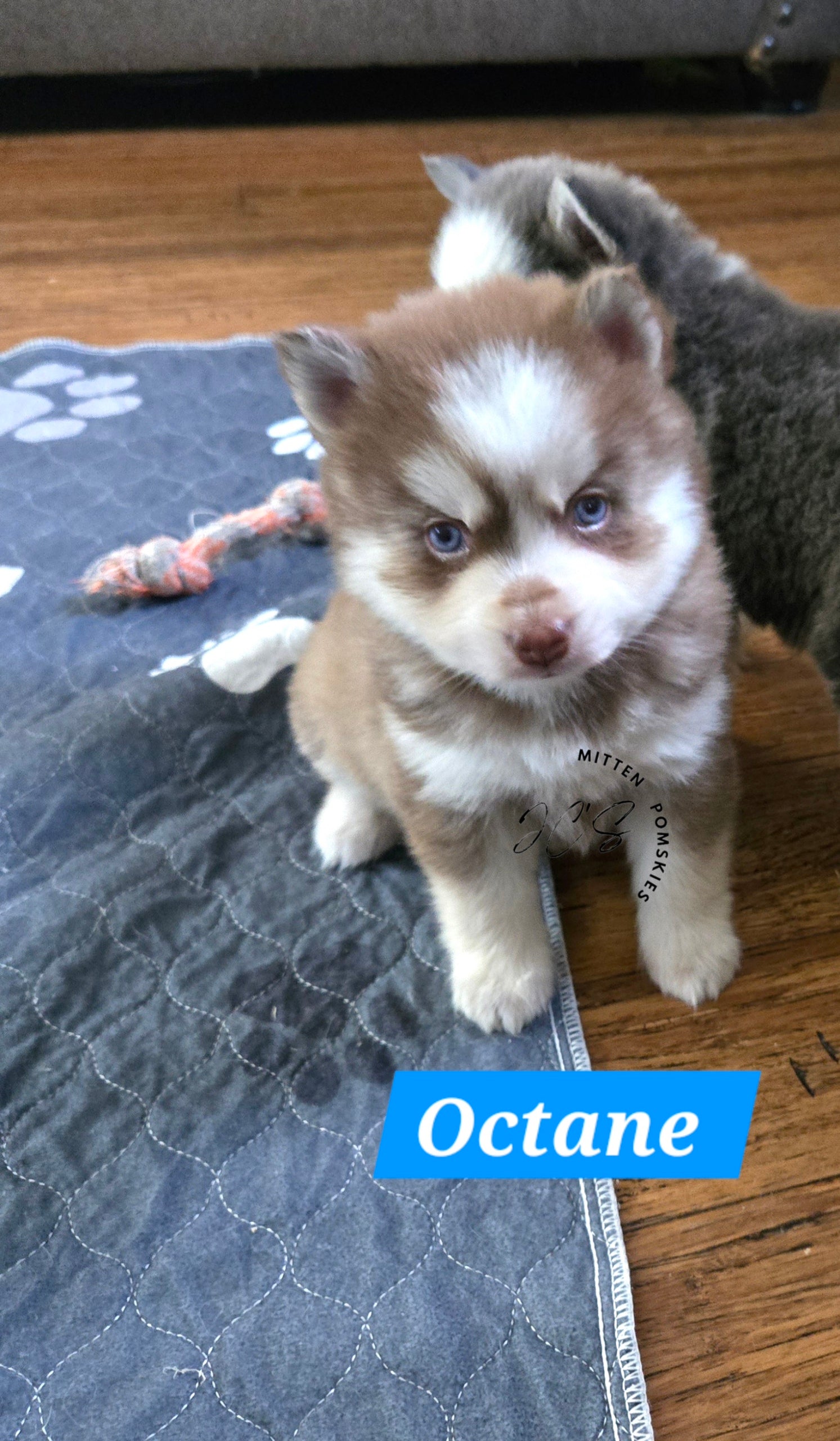 Octane (MALE)