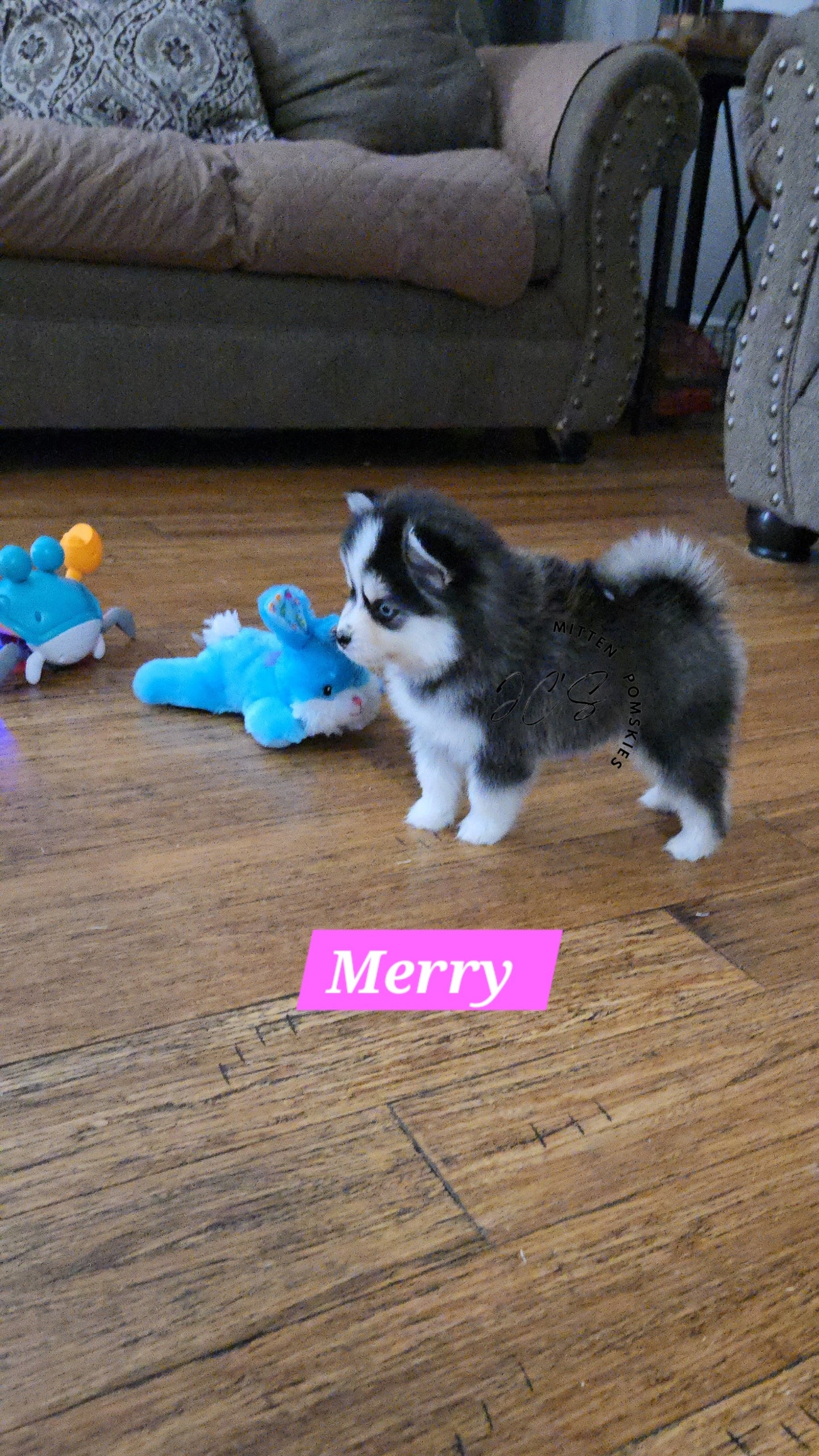 Merry (FEMALE) Micro