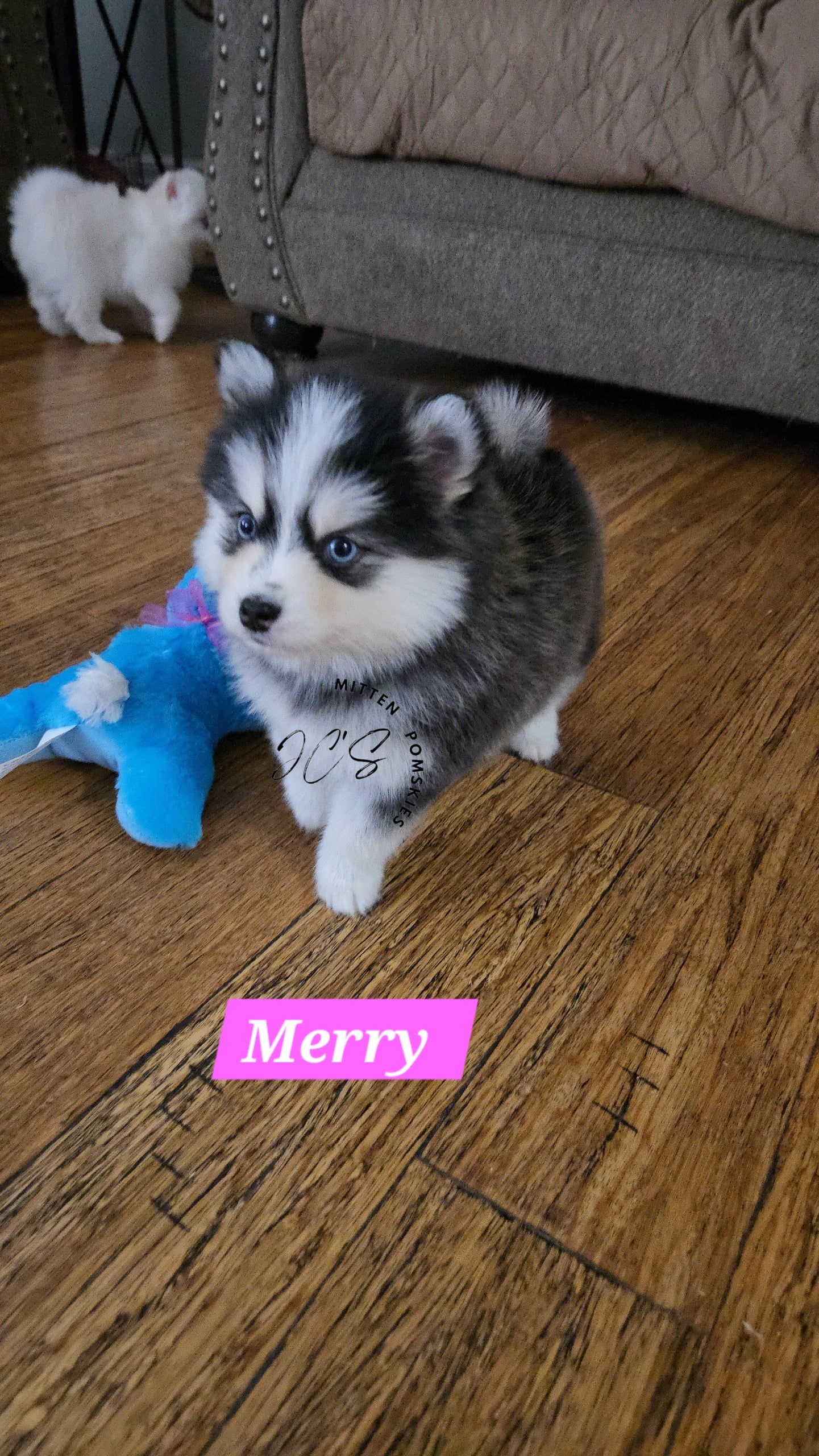 Merry (FEMALE) Micro