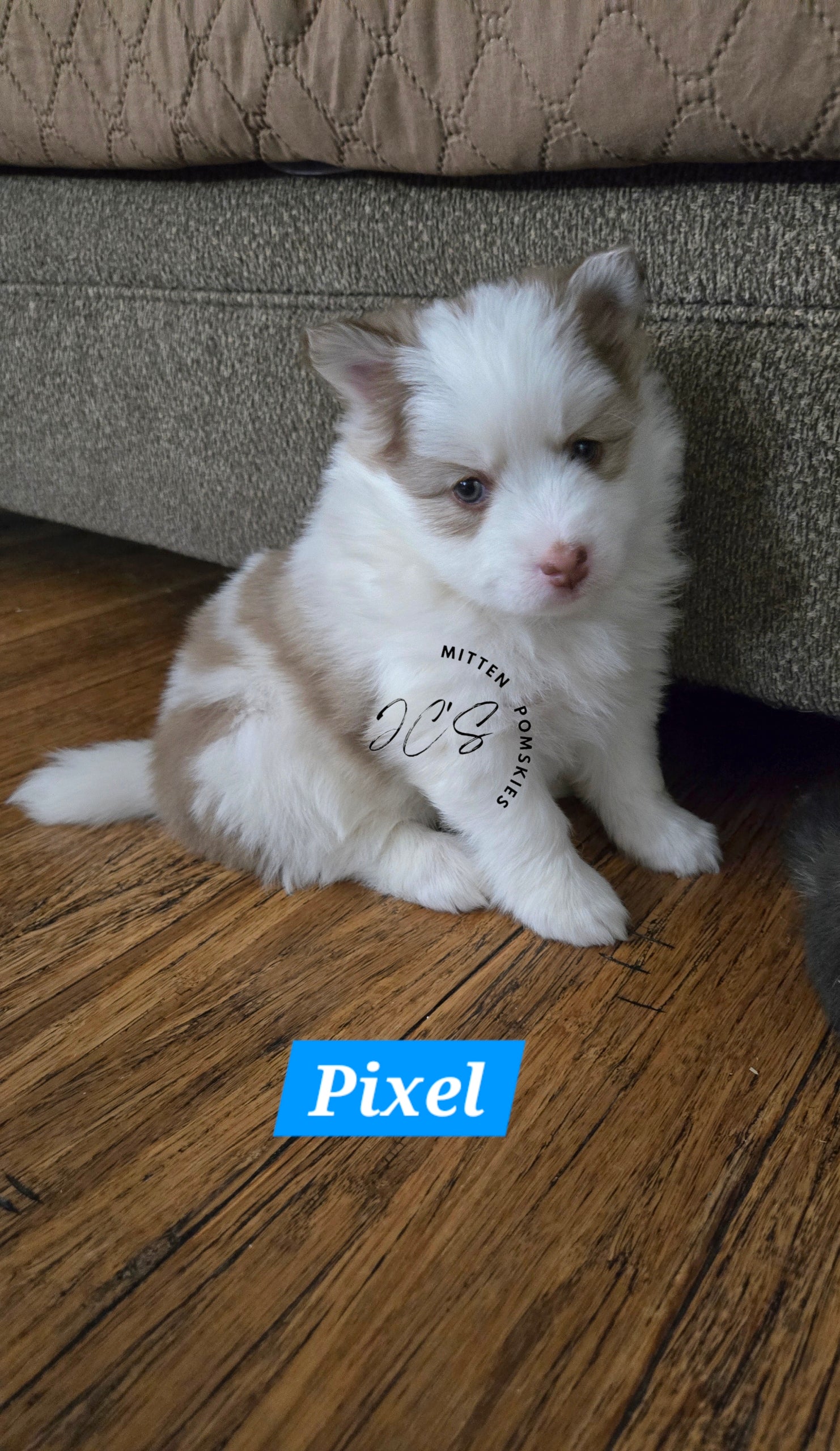 Pixel (MALE) Mini/micro