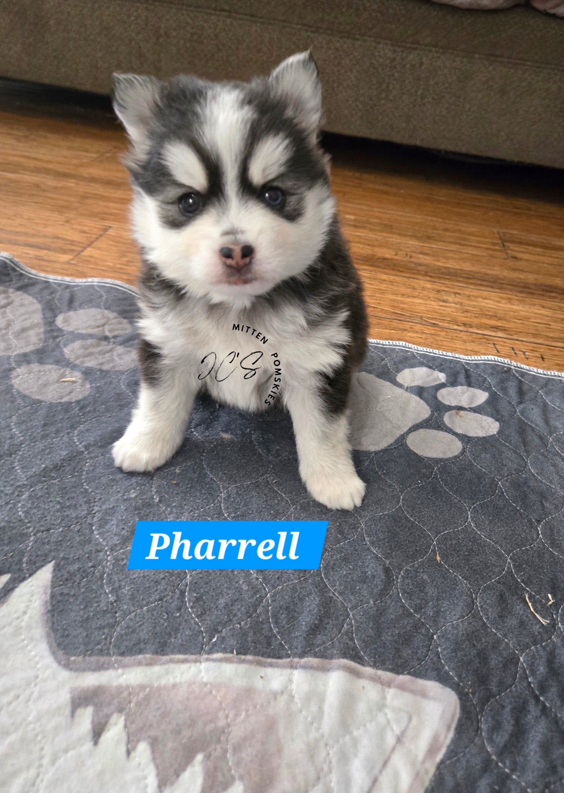 Pharrell (MALE) Mini/micro