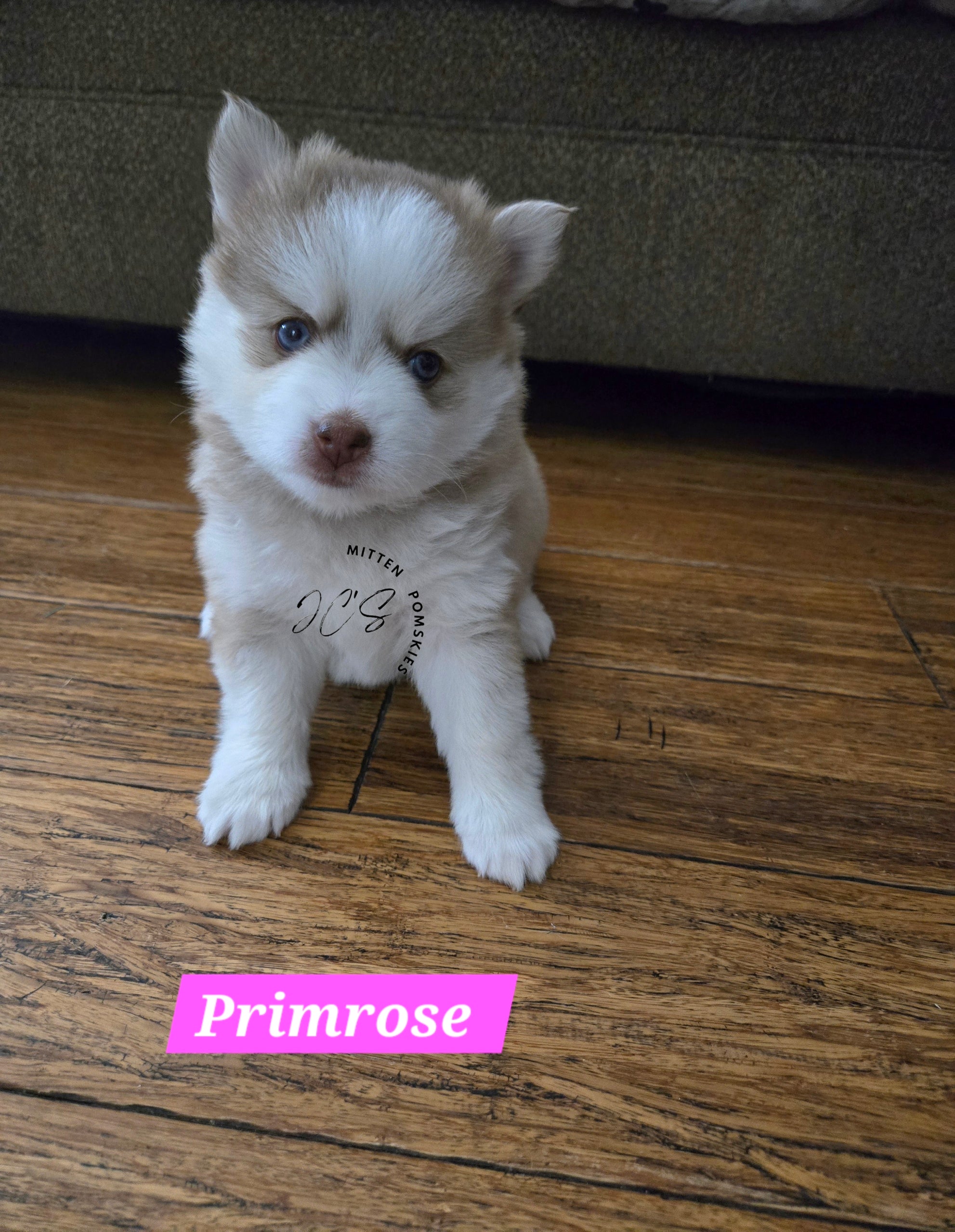 Primrose (FEMALE) Mini/micro