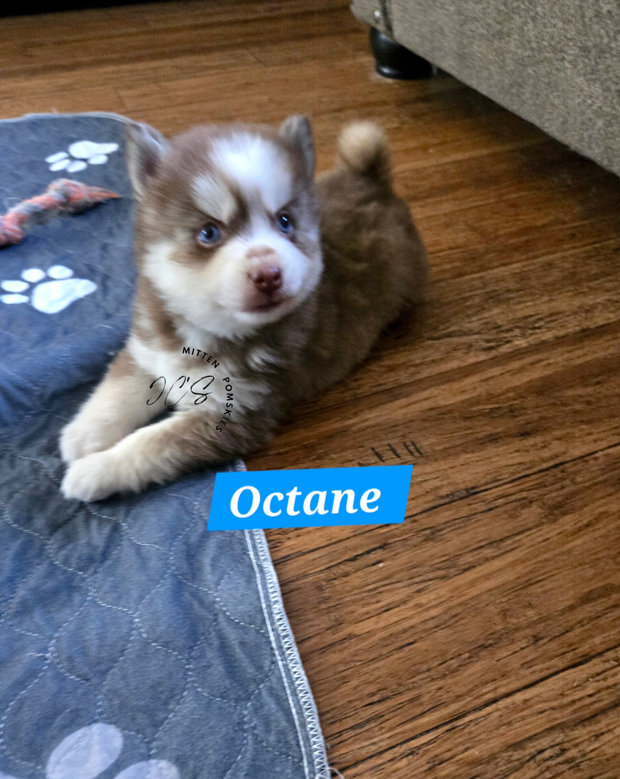 Octane (MALE)