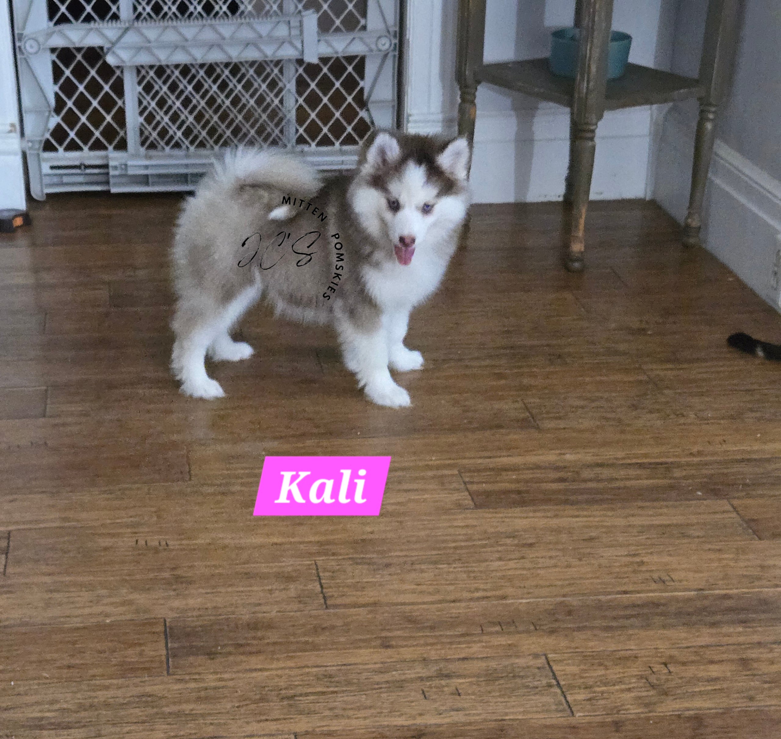 Kali (FEMALE)