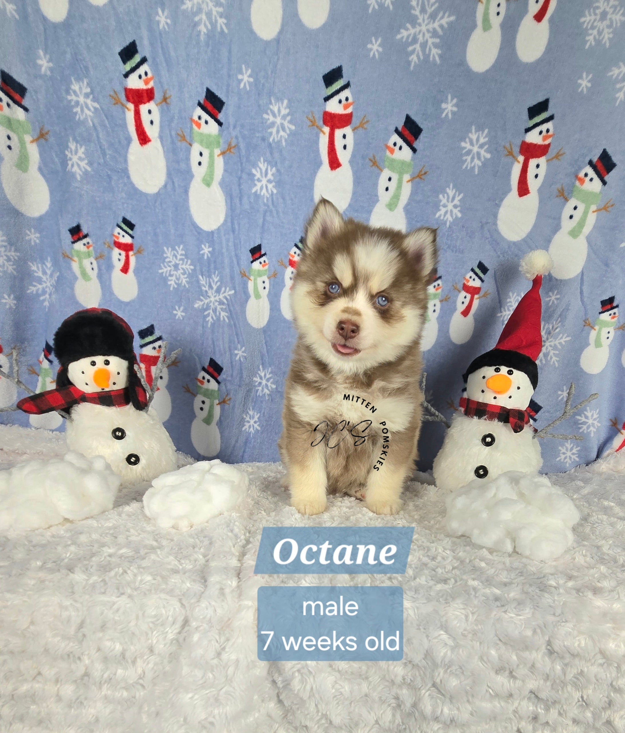 Octane (MALE)