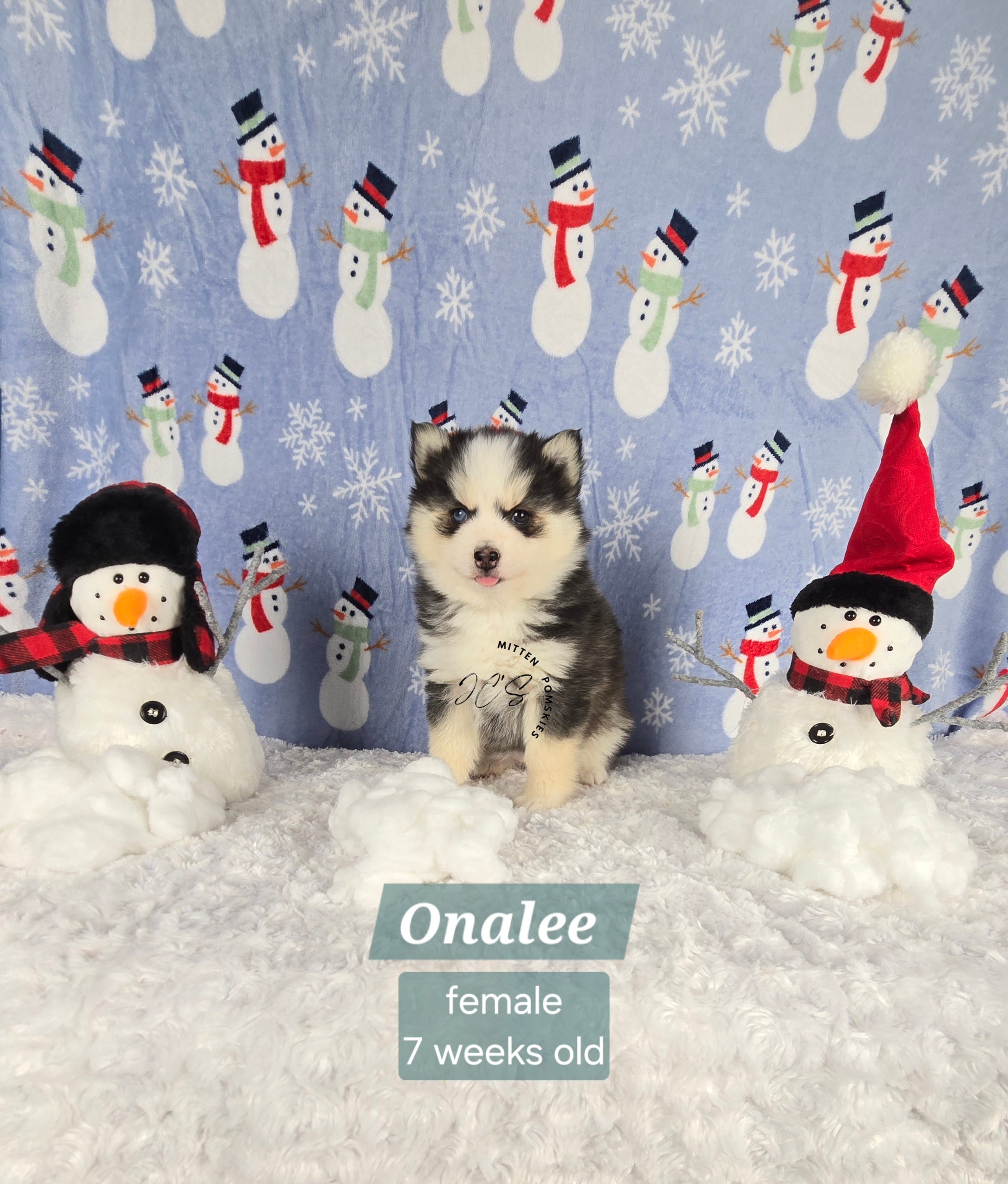Onalee (FEMALE) Mini