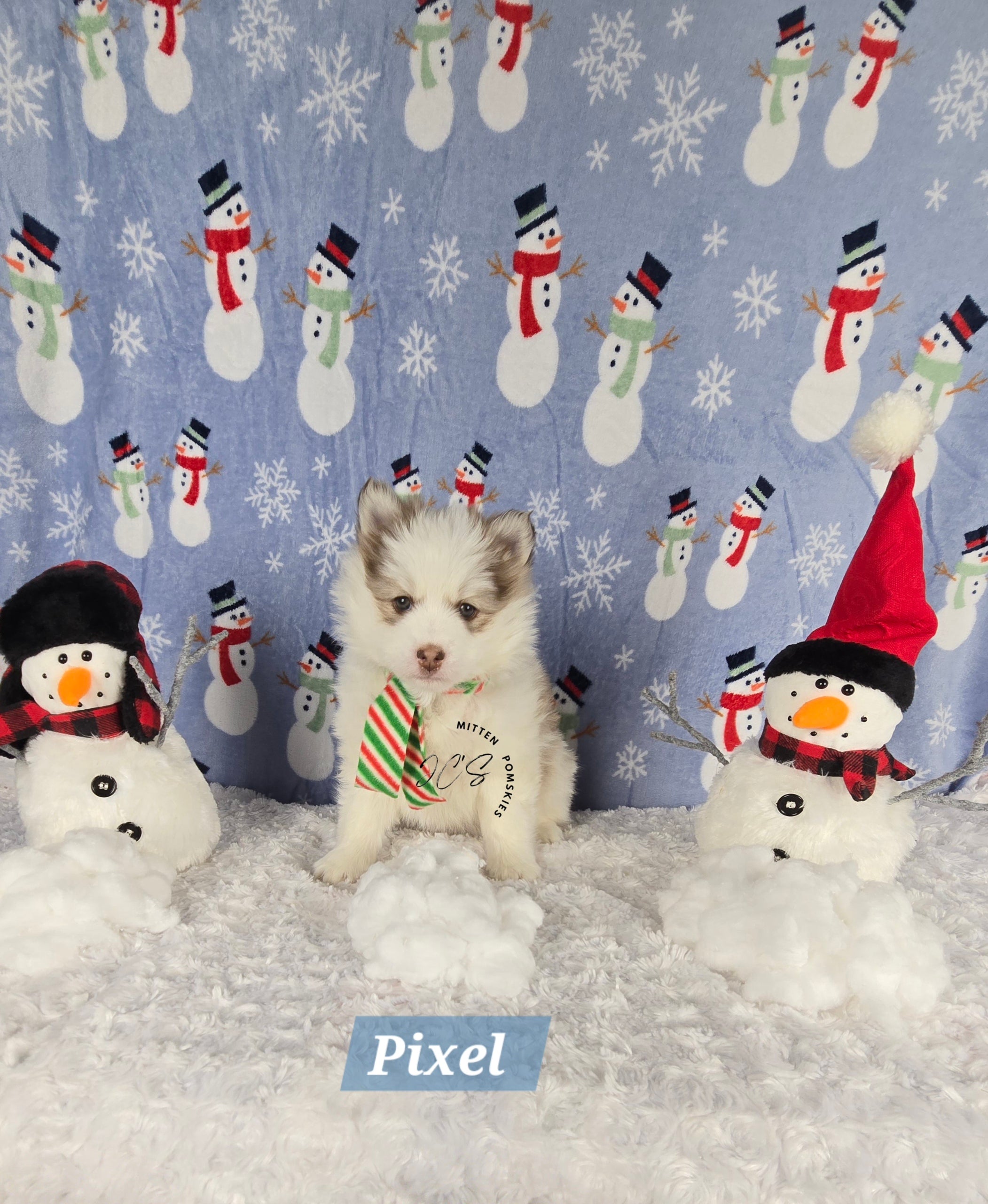 Pixel (MALE) Mini/micro