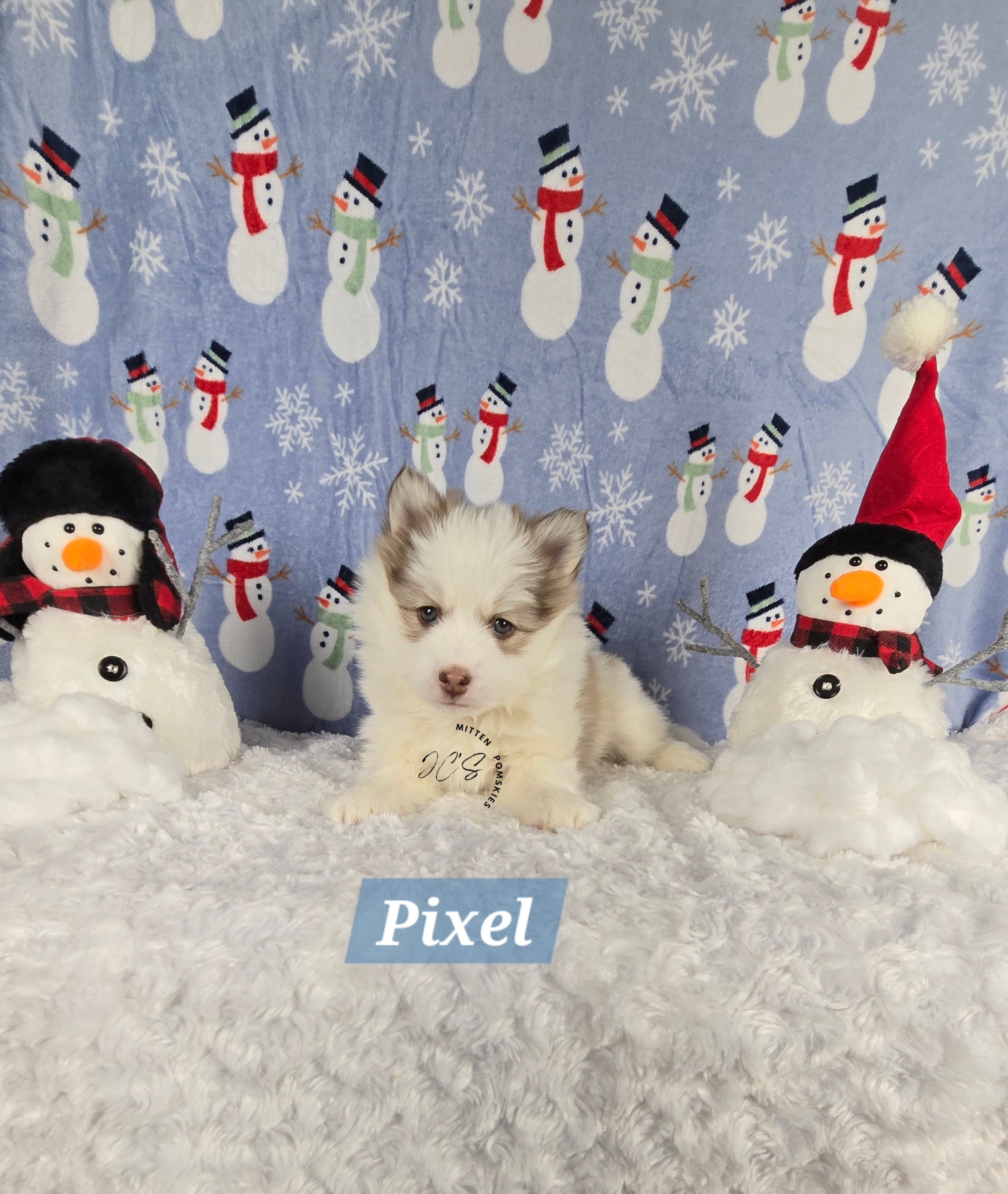 Pixel (MALE) Mini/micro