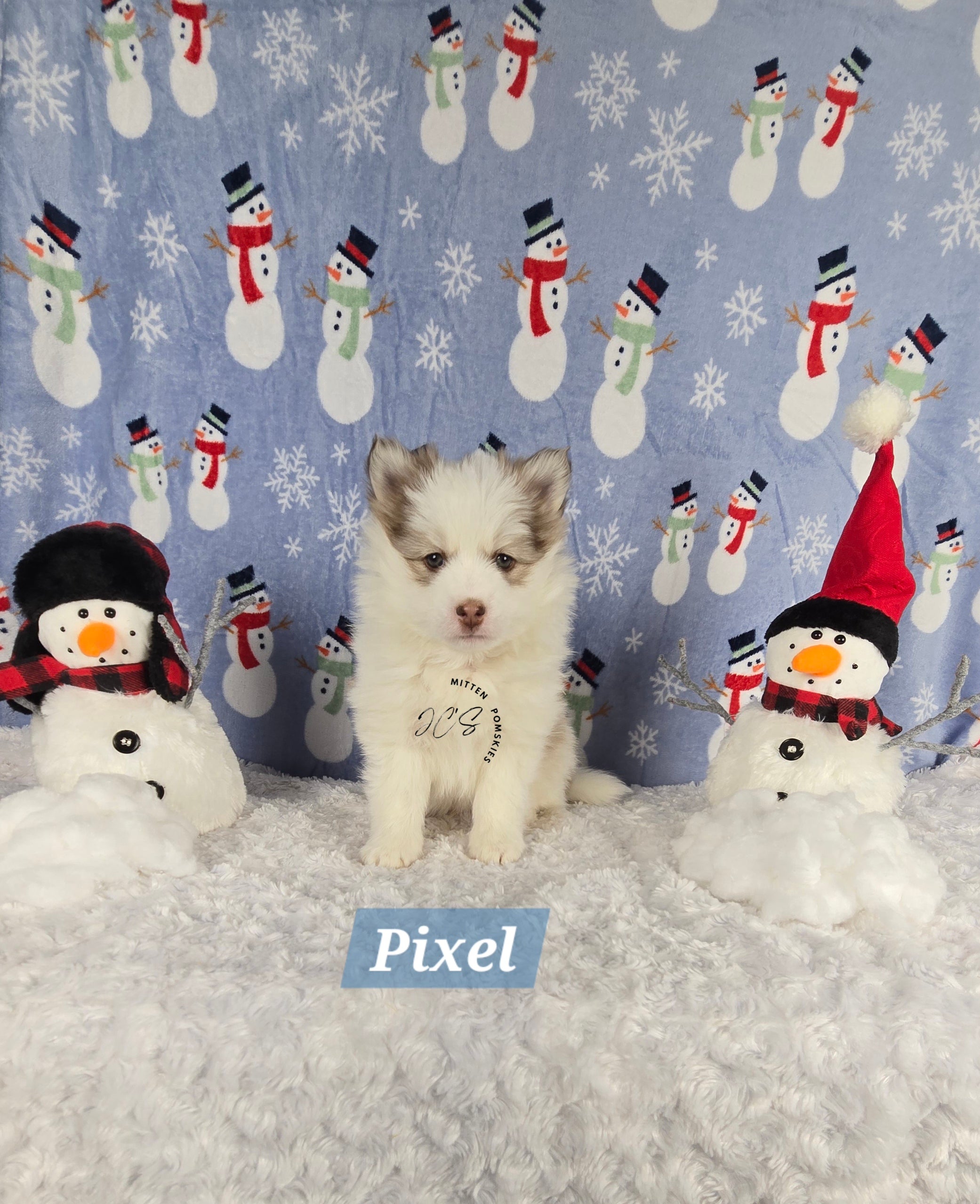 Pixel (MALE) Mini/micro