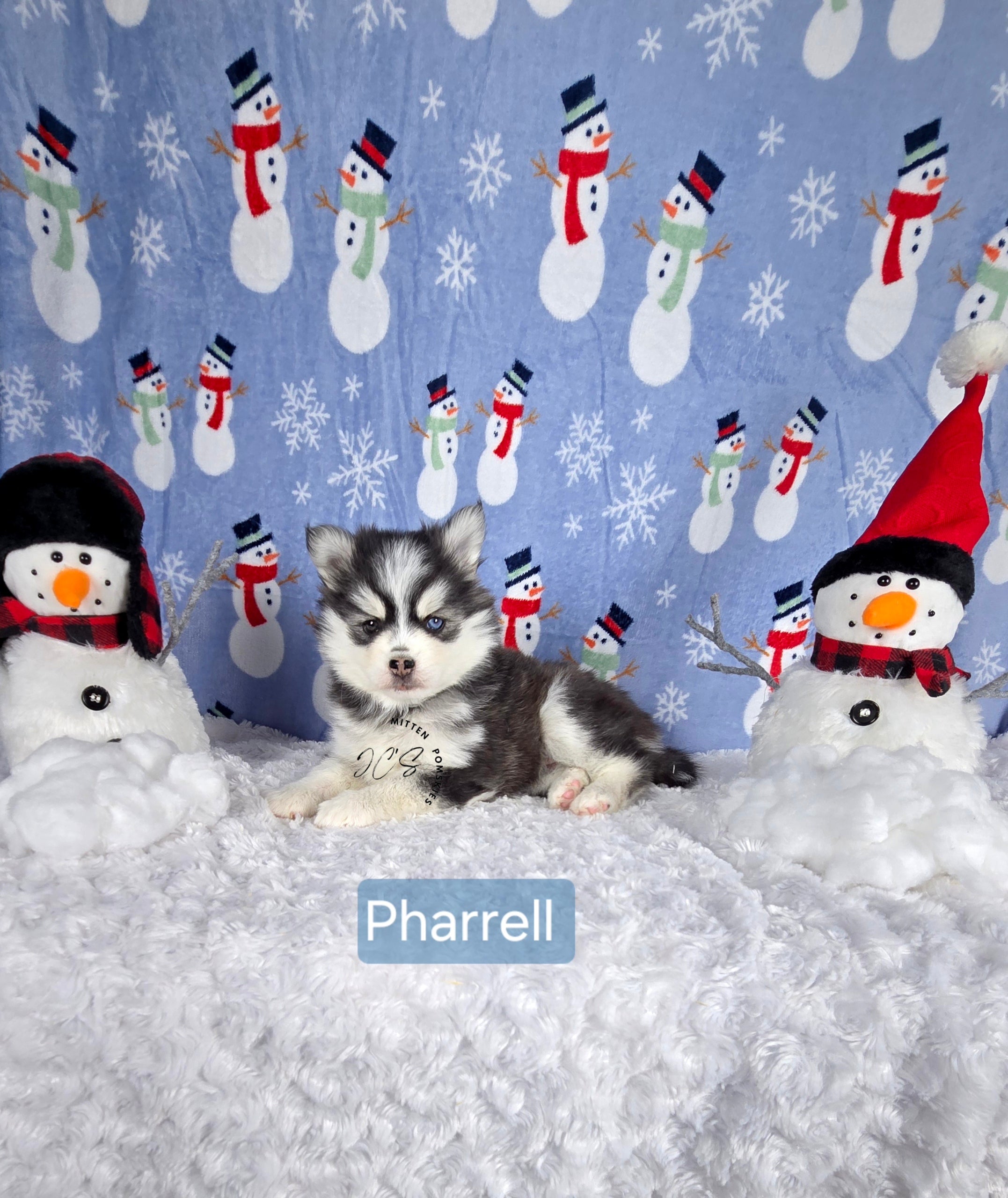 Pharrell (MALE) Mini/micro