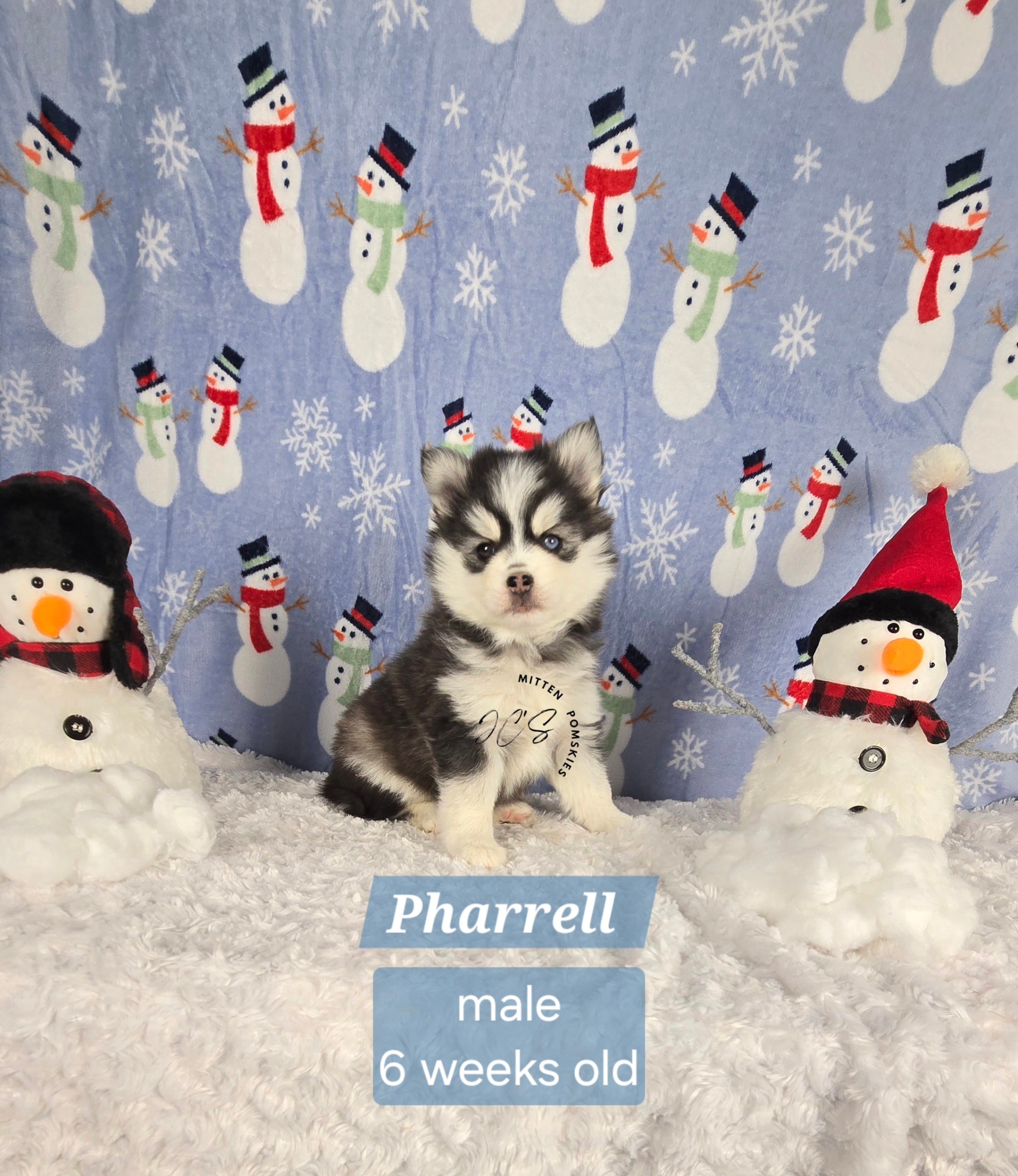 Pharrell (MALE) Mini/micro