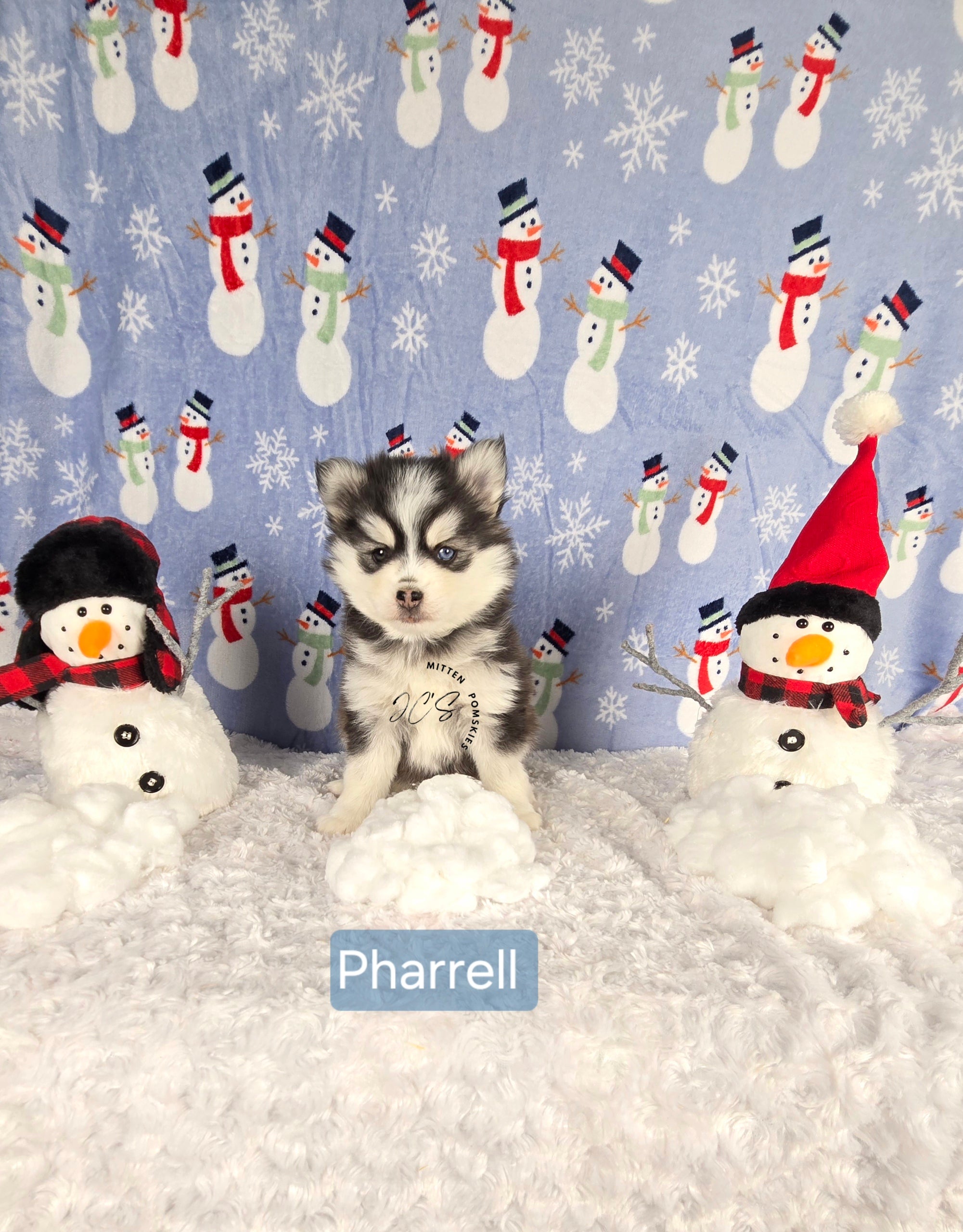 Pharrell (MALE) Mini/micro