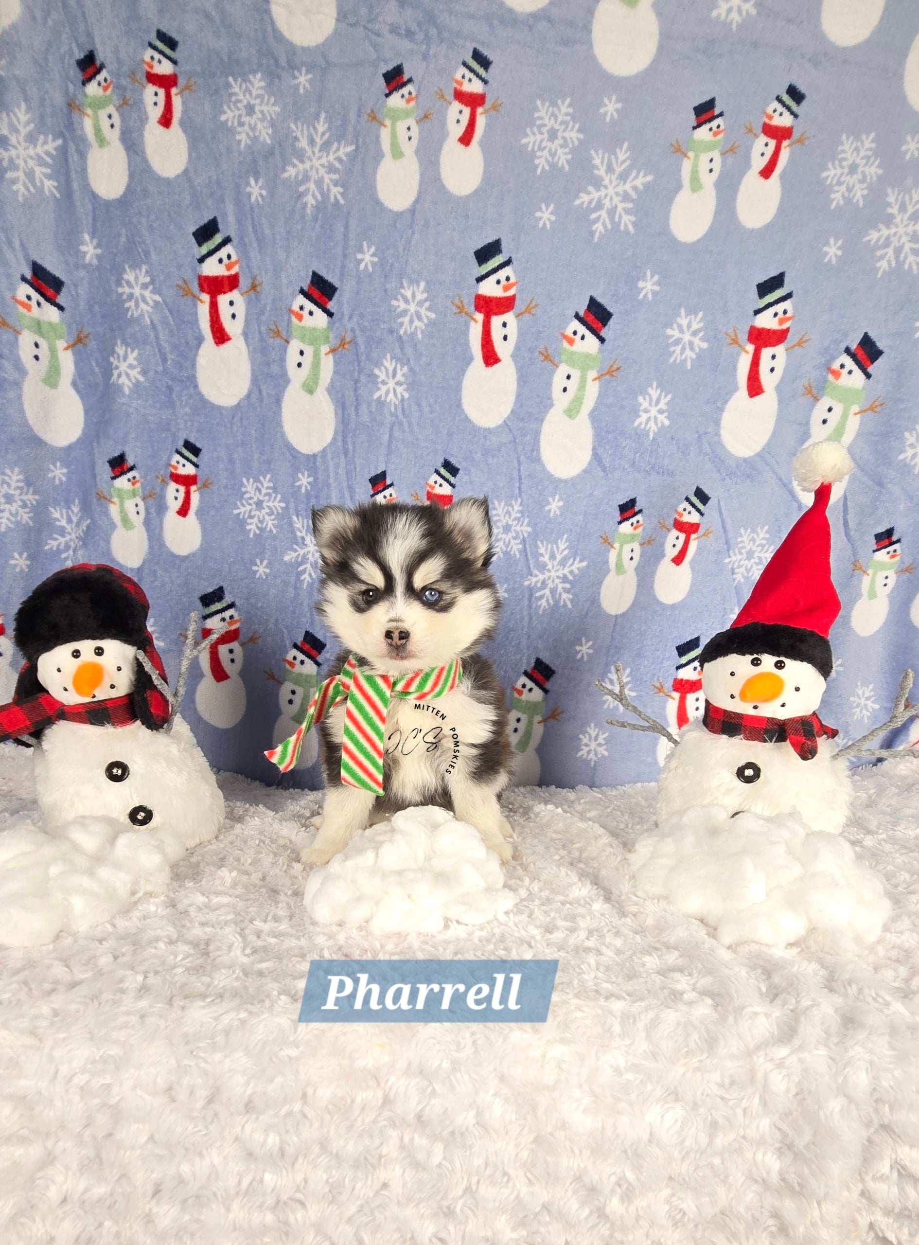 Pharrell (MALE) Mini/micro